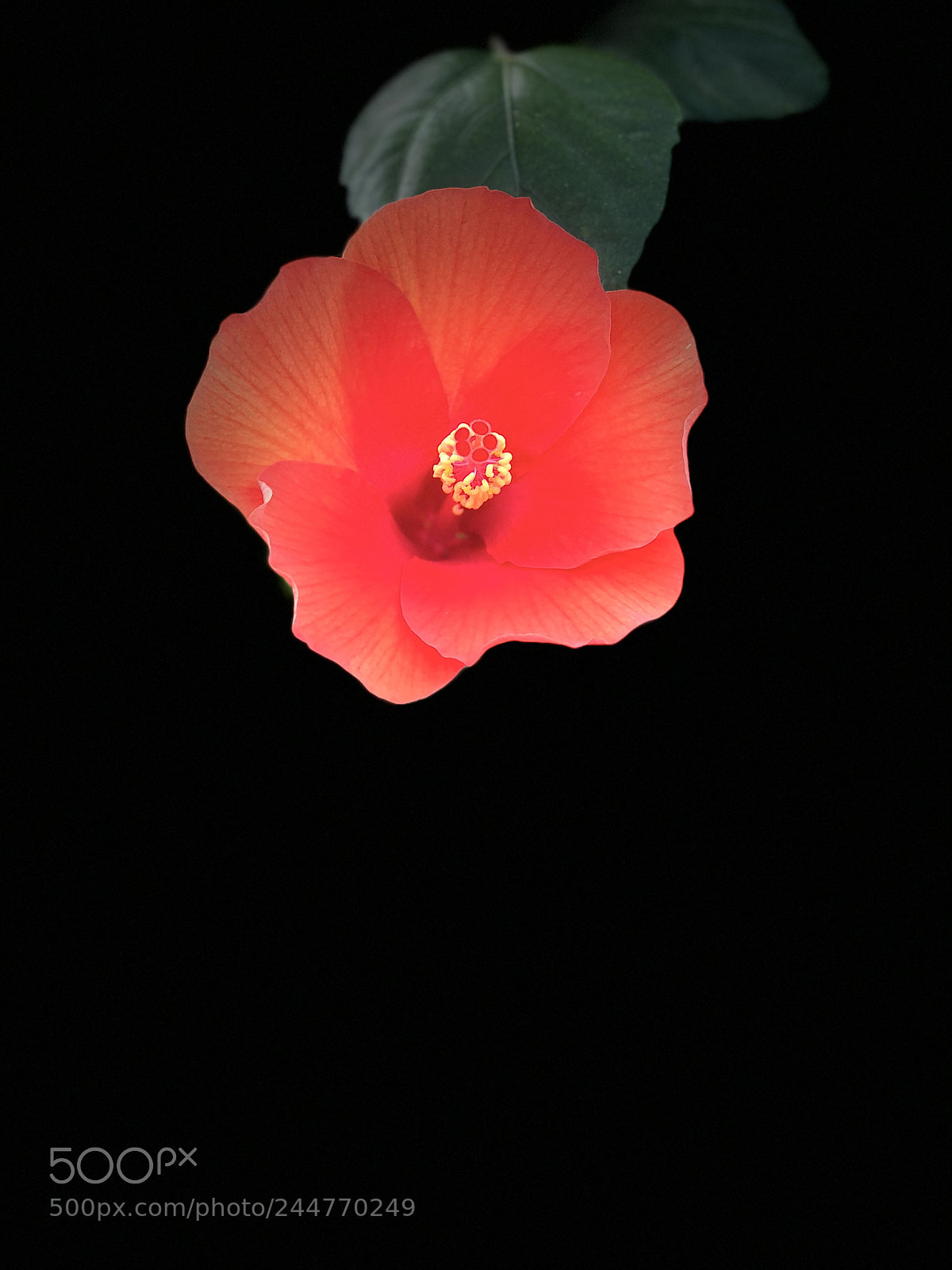 Apple iPhone 8 Plus sample photo. Untitled photography