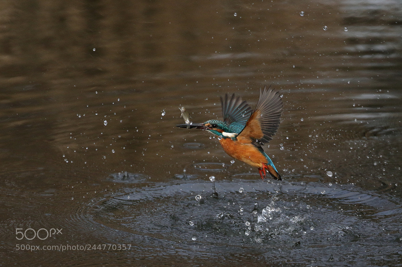 Canon EOS 7D Mark II sample photo. Kingfisher 9716 photography