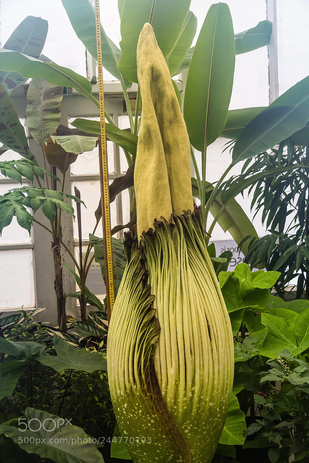 Canon EOS 60D sample photo. Amorphophallus titanum photography
