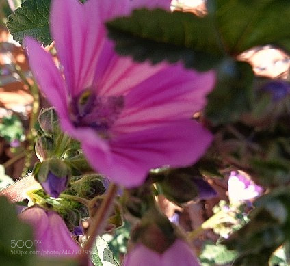 Sony Cyber-shot DSC-W830 sample photo. Flor silvestre photography