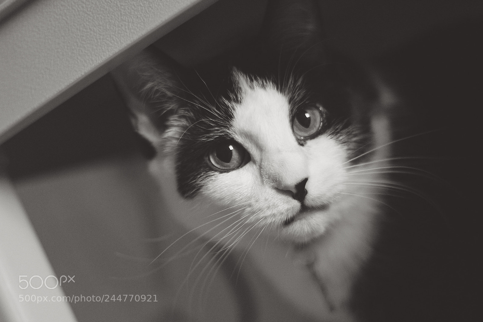 Canon EOS 650D (EOS Rebel T4i / EOS Kiss X6i) sample photo. Kitty photography