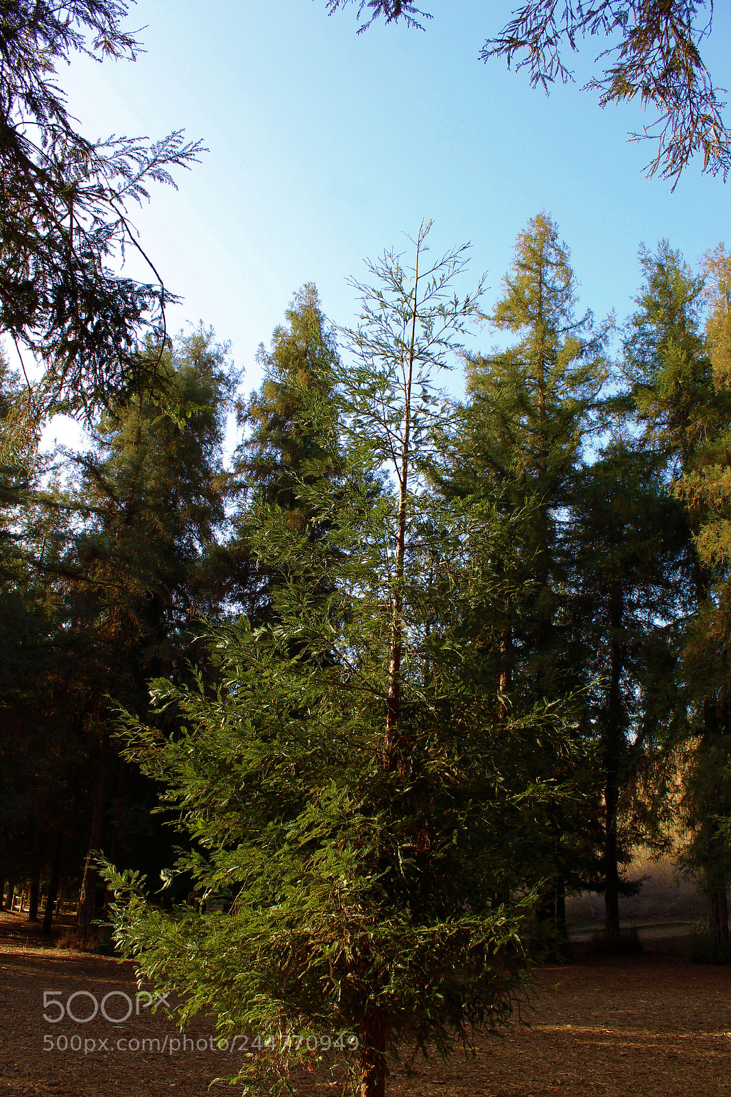 Canon EOS 1300D (EOS Rebel T6 / EOS Kiss X80) sample photo. Young redwood photography