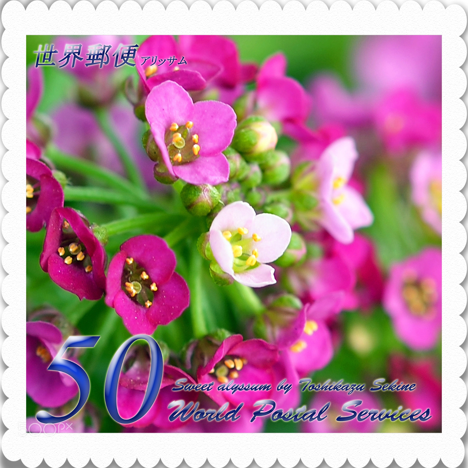 Nikon D800E sample photo. Sweet alyssum photography