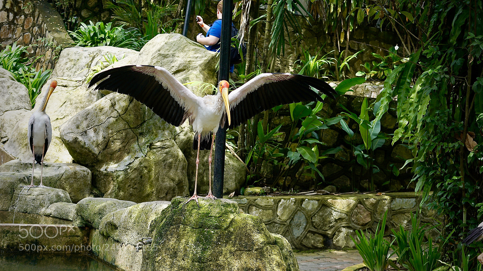 Sony a7R II sample photo. Cooling the wings! photography