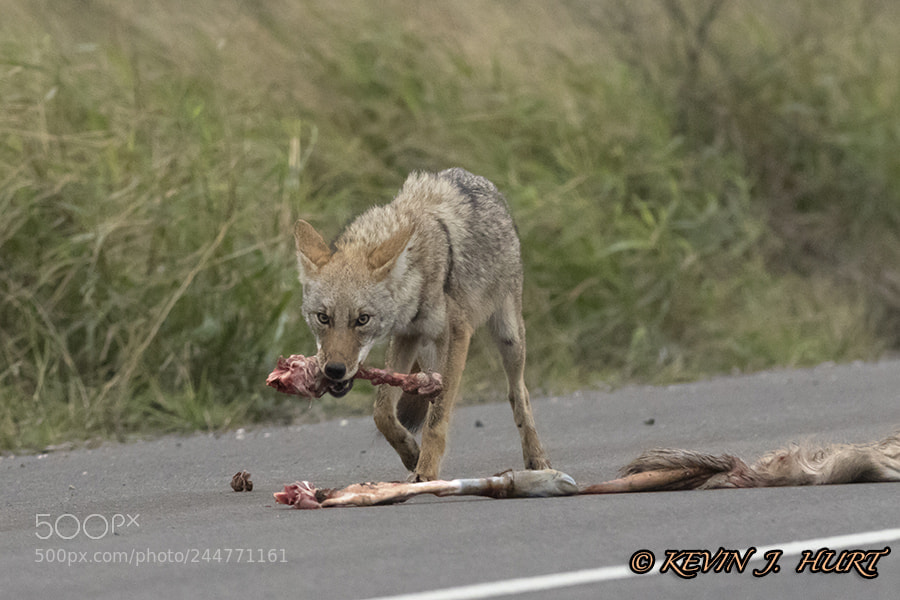 Canon EOS 7D Mark II sample photo. Coyote-1 photography