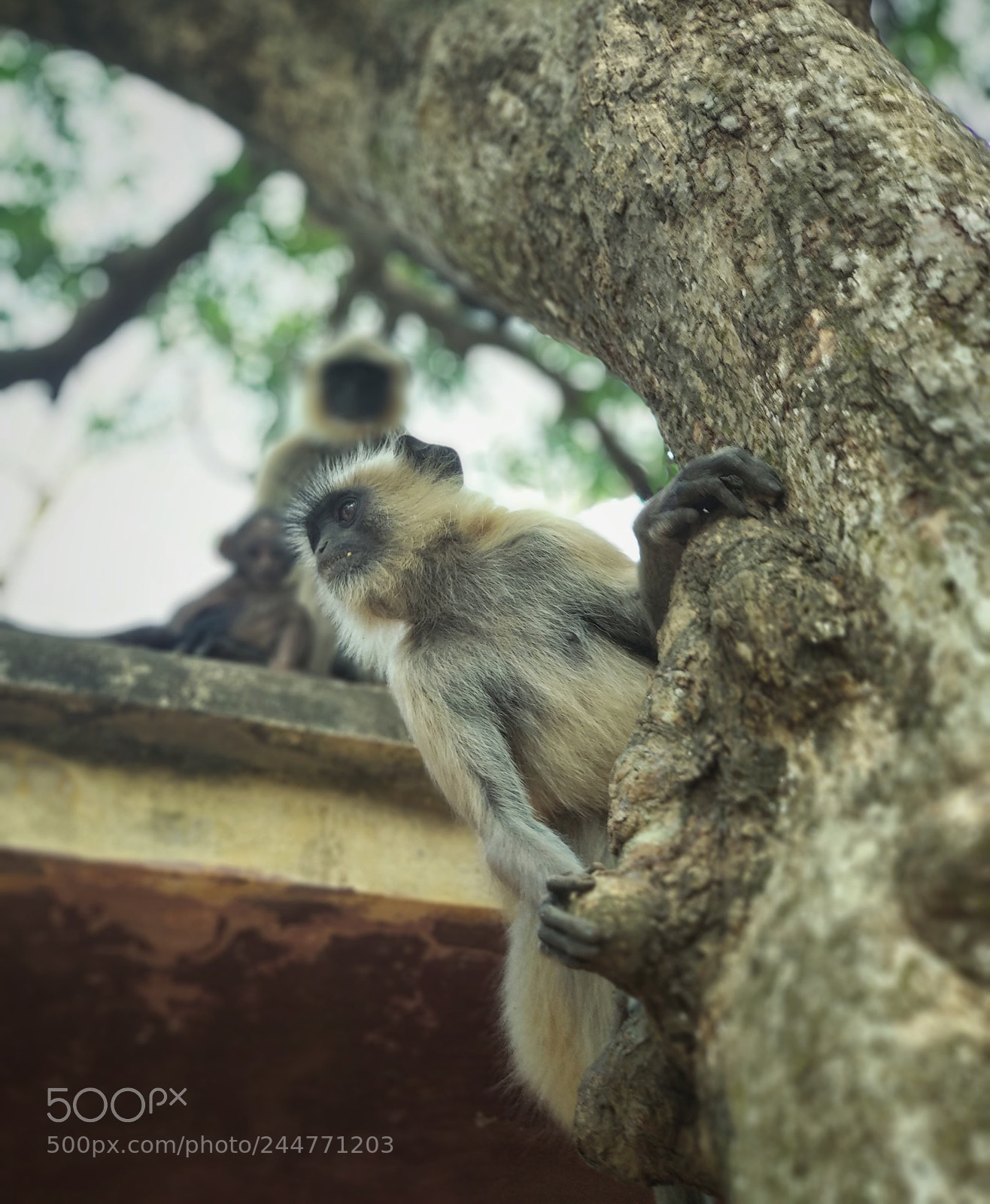 Xiaomi Mi A1 sample photo. Untitled photography