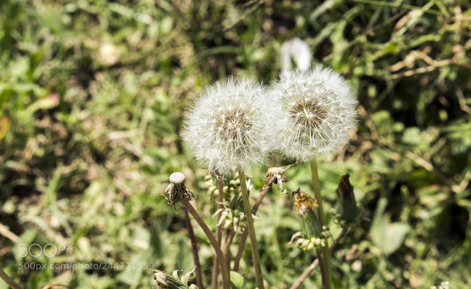 Canon EOS 700D (EOS Rebel T5i / EOS Kiss X7i) sample photo. Img photography