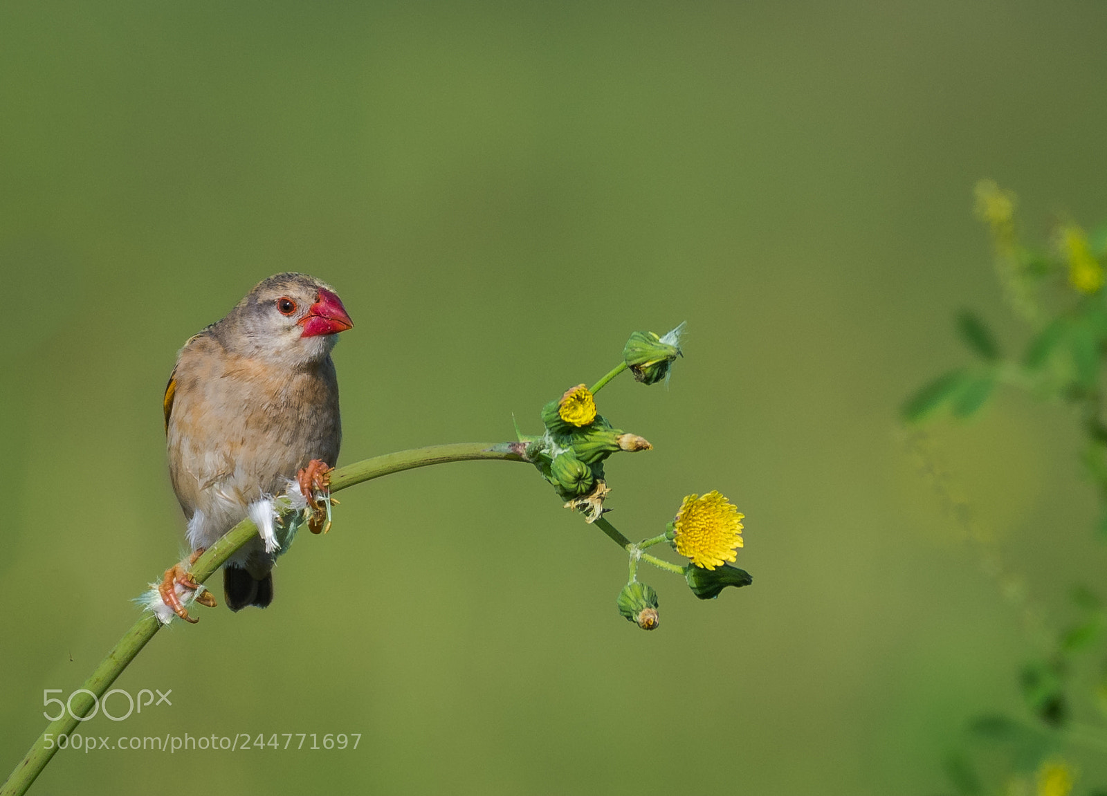 Nikon D500 sample photo. Red billed quelea photography