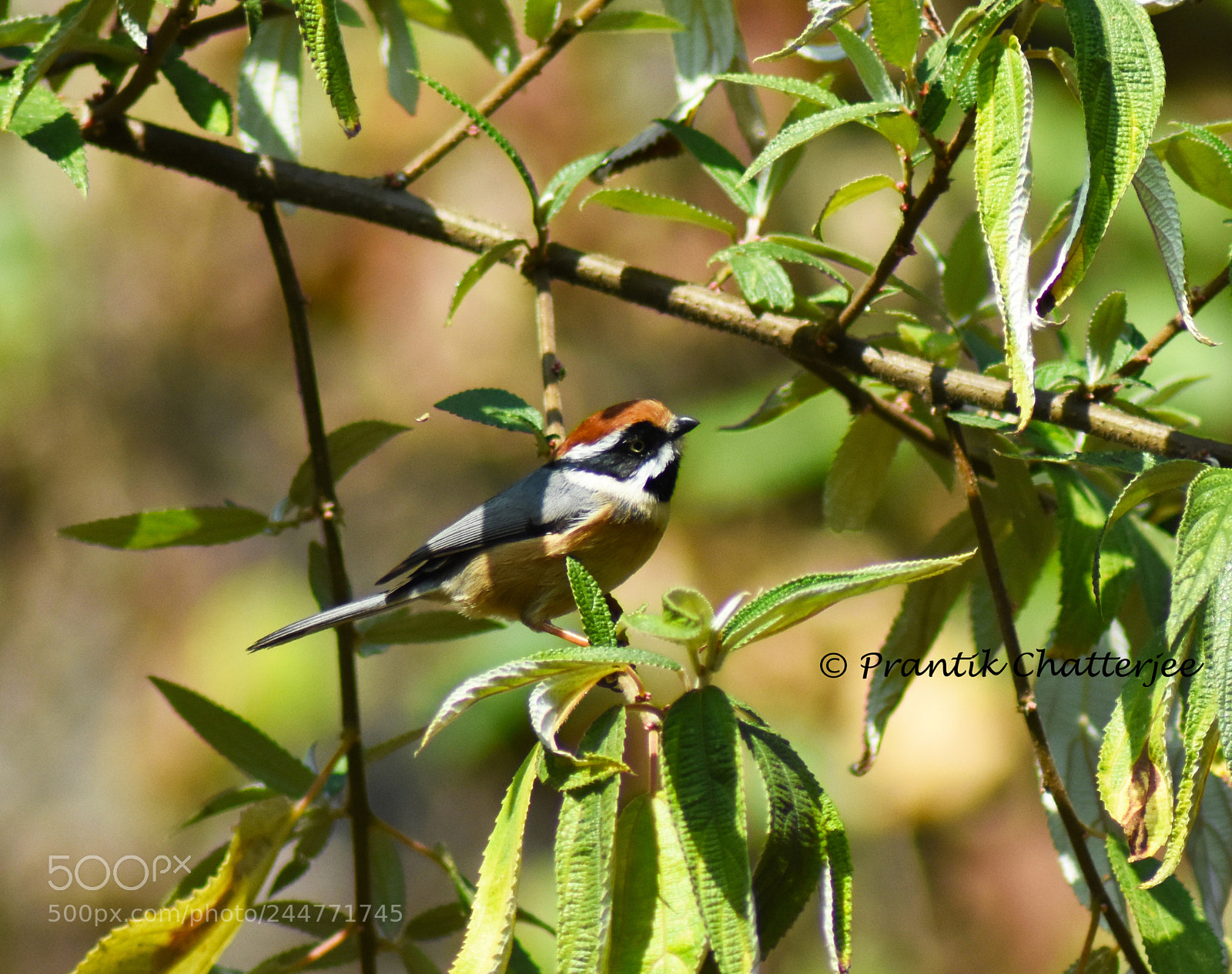 Nikon D7200 sample photo. Black-throated bushtit photography