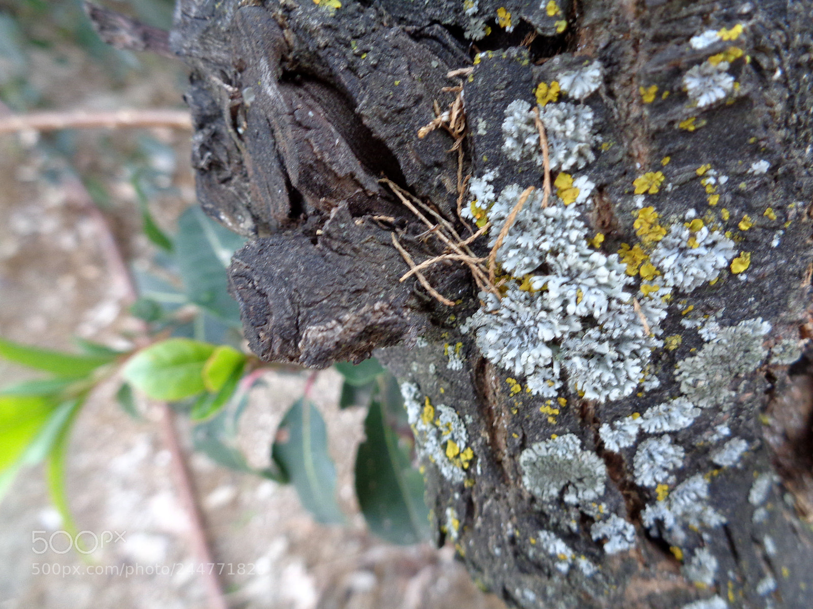 Sony Cyber-shot DSC-W830 sample photo. Falta humedad photography
