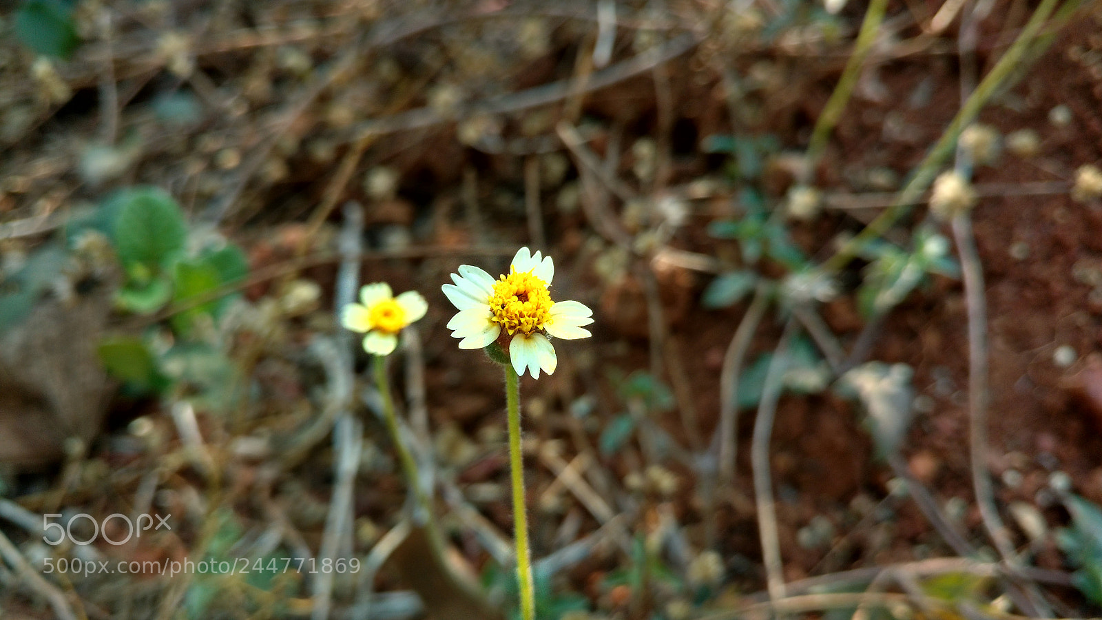 Motorola Moto X Play sample photo. Macro flower photography