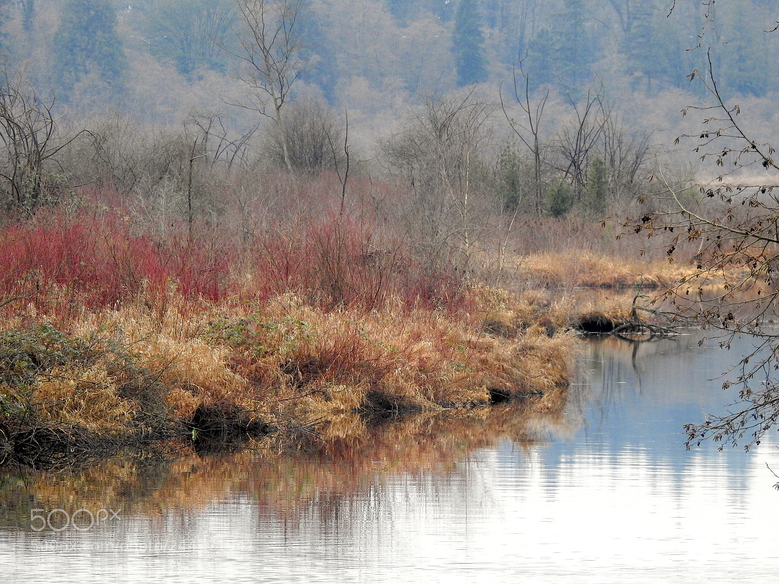 Nikon Coolpix P900 sample photo. Burnaby lake photography