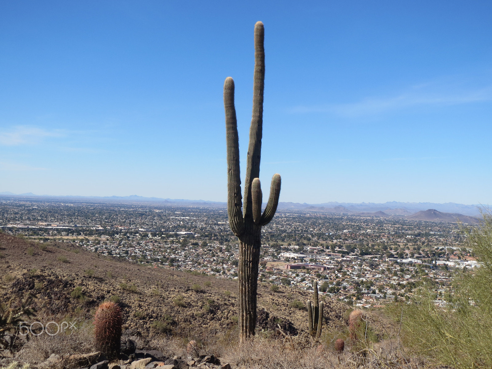 Canon PowerShot ELPH 530 HS (IXUS 510 HS / IXY 1) sample photo. Cactus photography