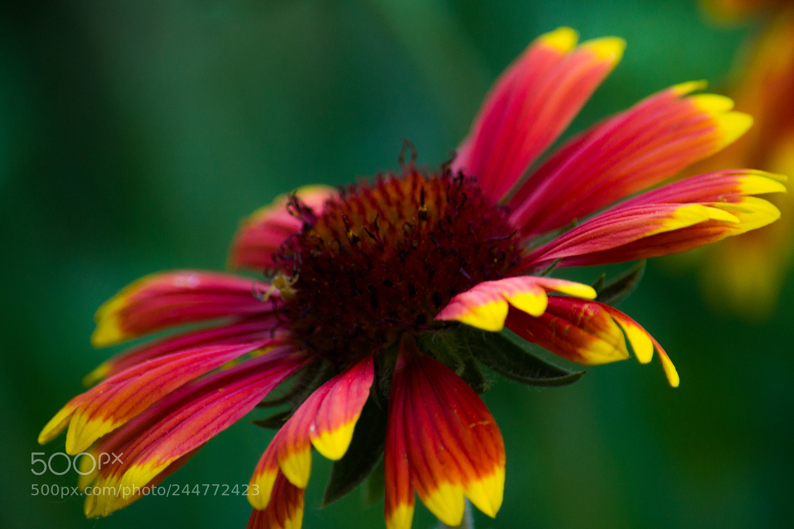 Nikon D3100 sample photo. My flower... photography