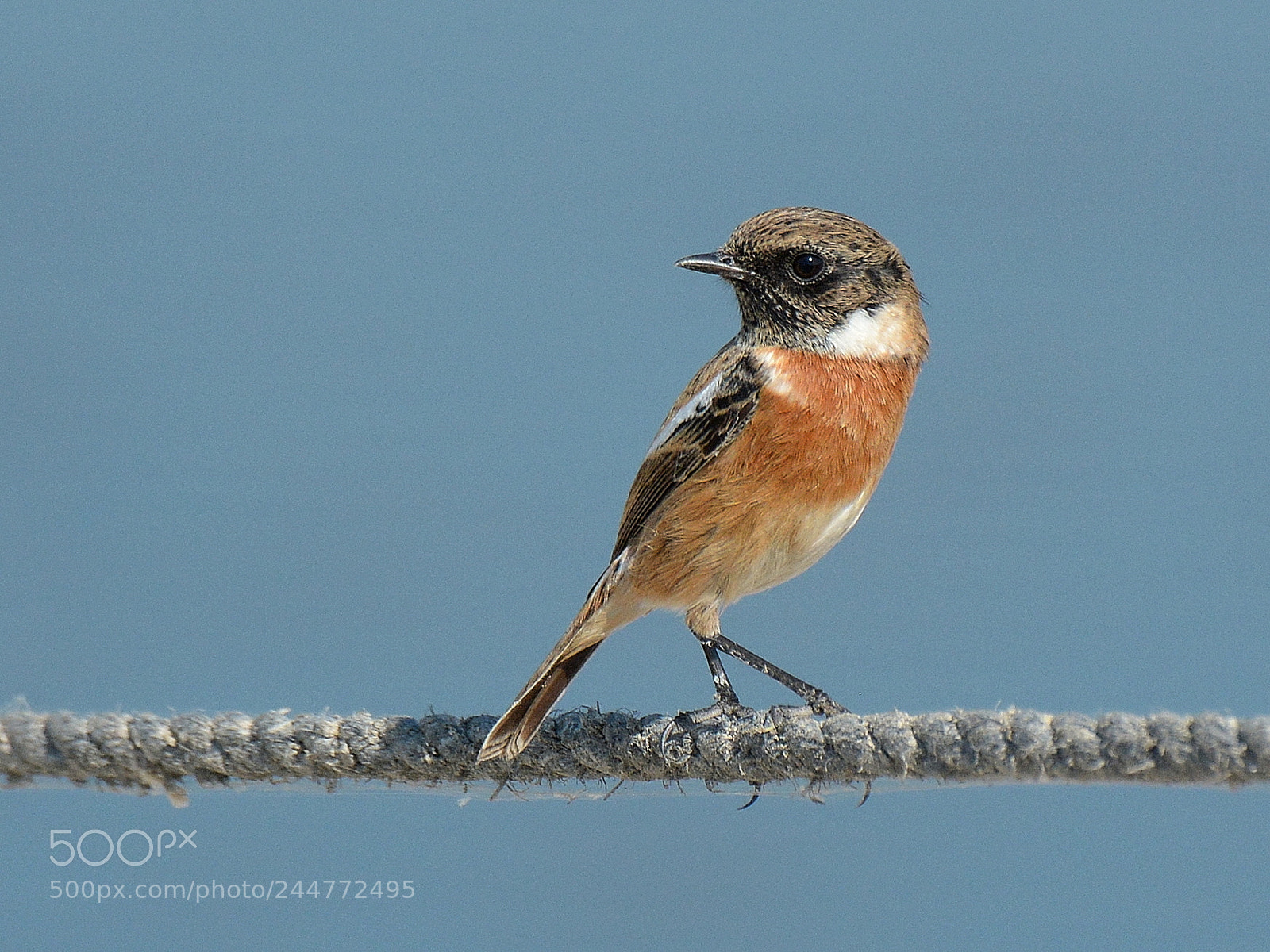 Nikon D7100 sample photo. Common stonechat photography