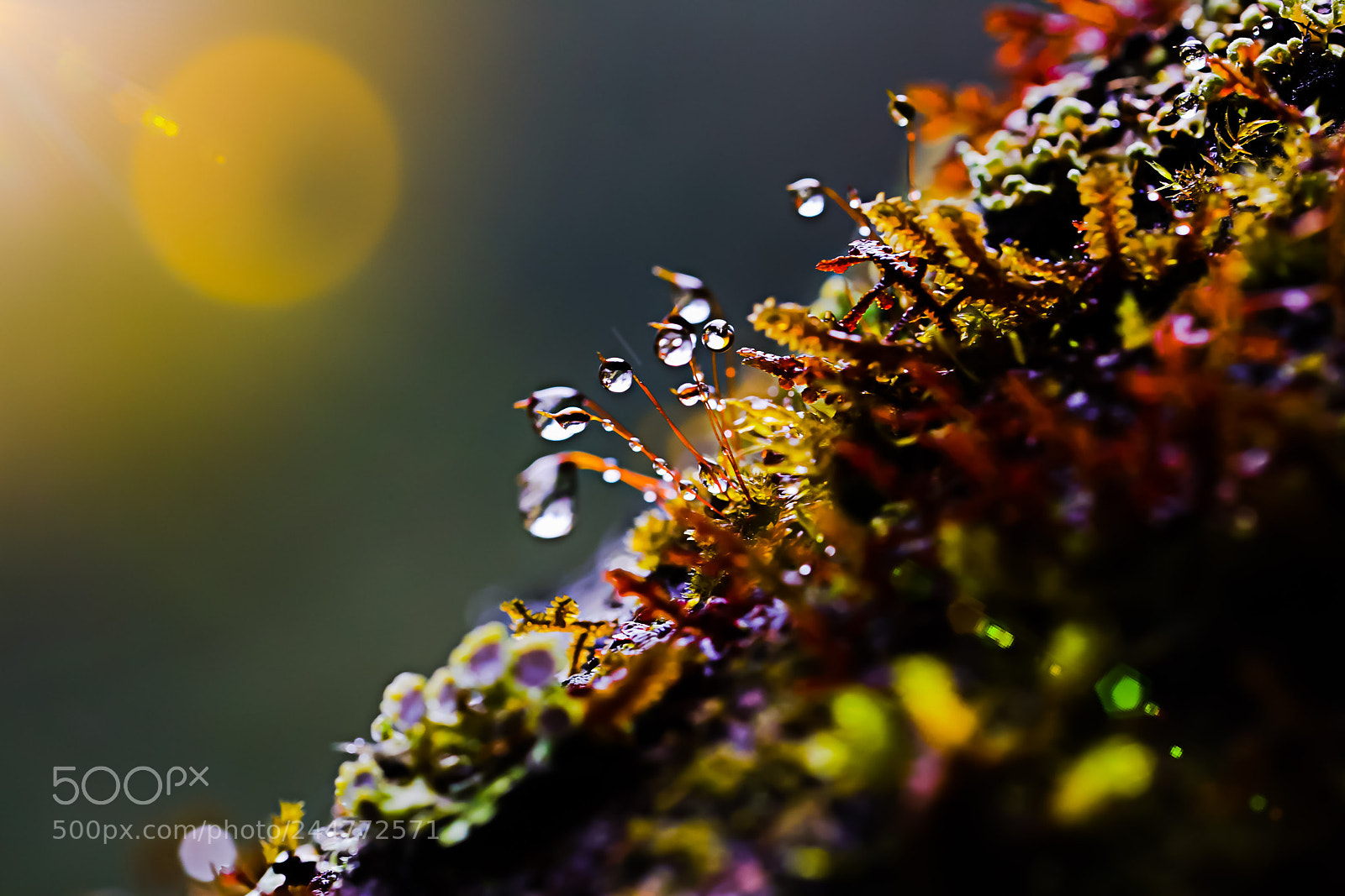 Canon EOS 5DS R sample photo. Untitled photography