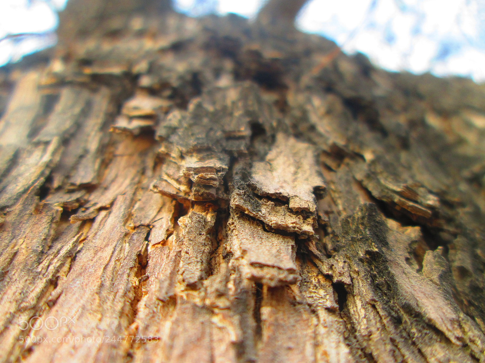 Canon PowerShot A2300 sample photo. We are cortex... layer photography