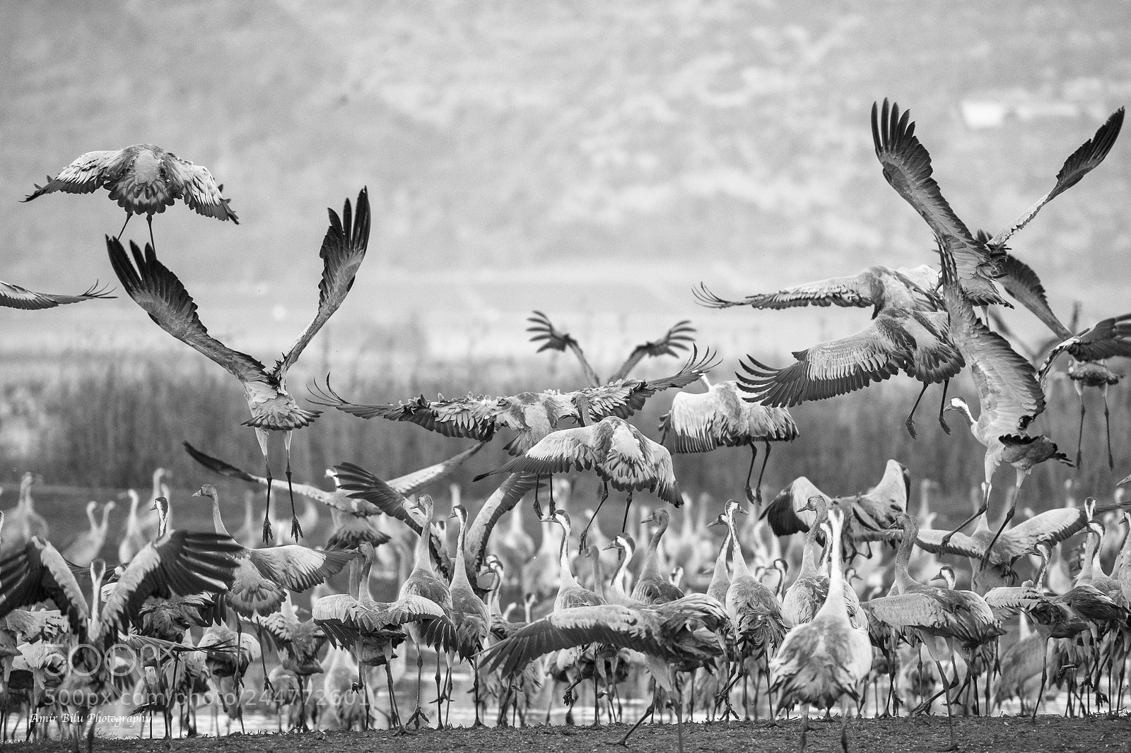 Nikon D850 sample photo. Bird flight photography