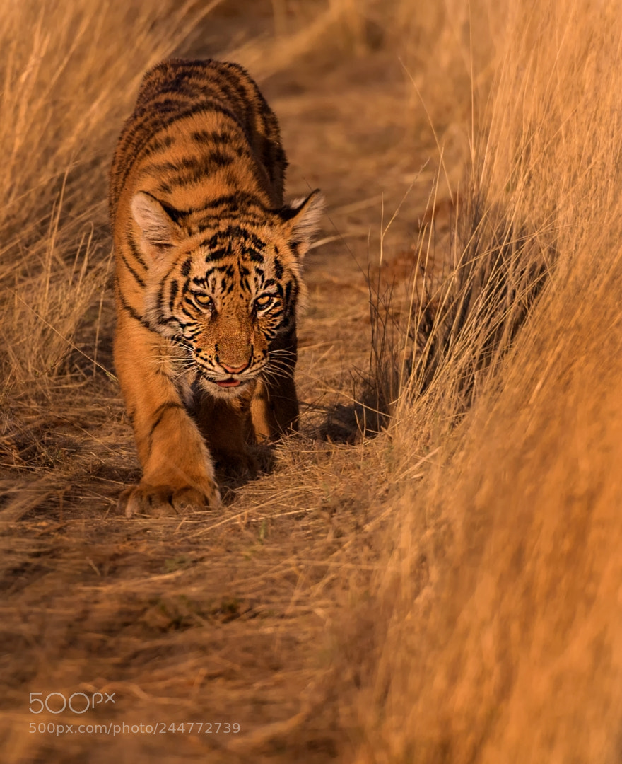 Nikon D5 sample photo. The stalk photography