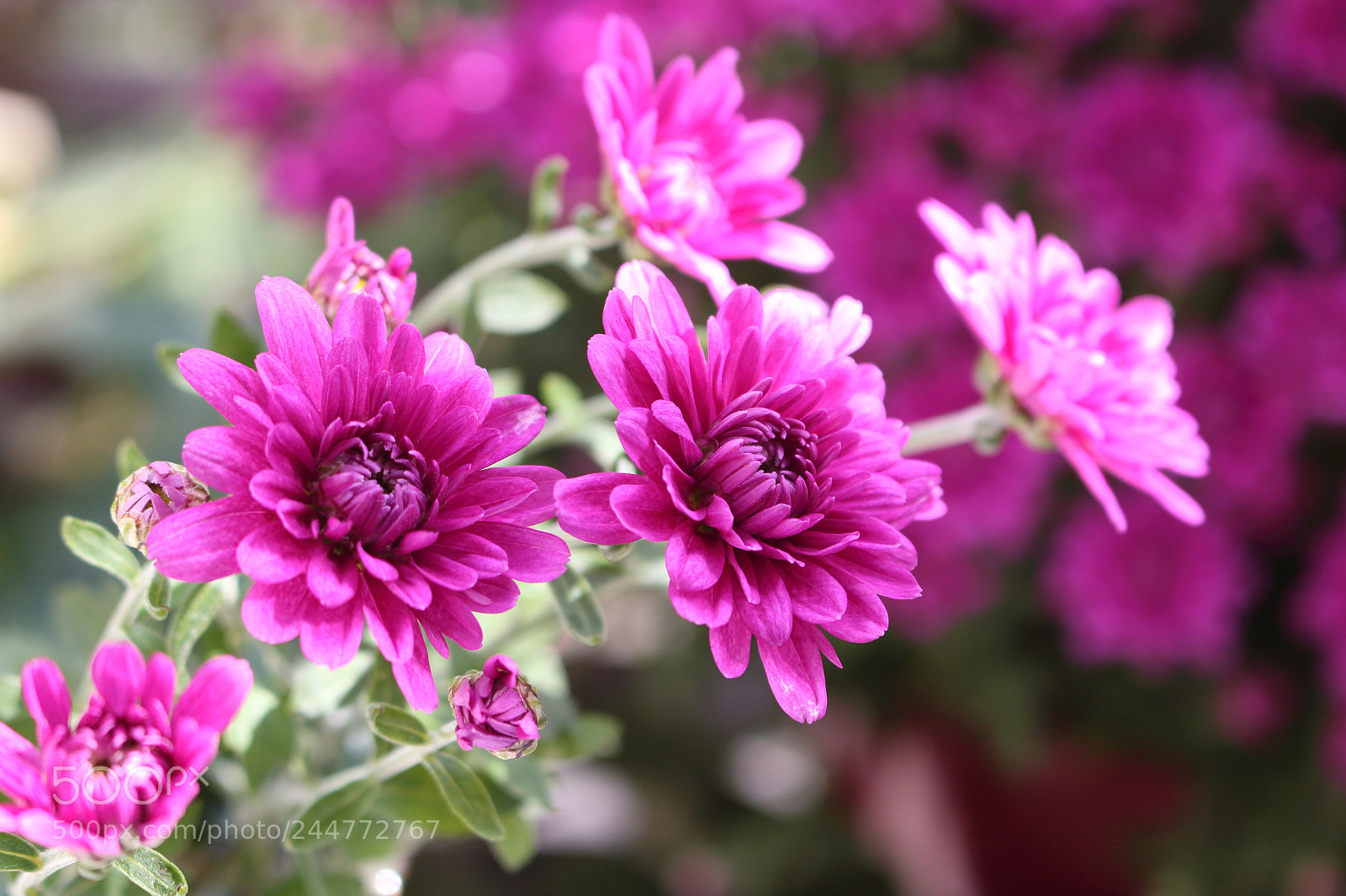 Canon EOS 100D (EOS Rebel SL1 / EOS Kiss X7) sample photo. Purple m5 photography