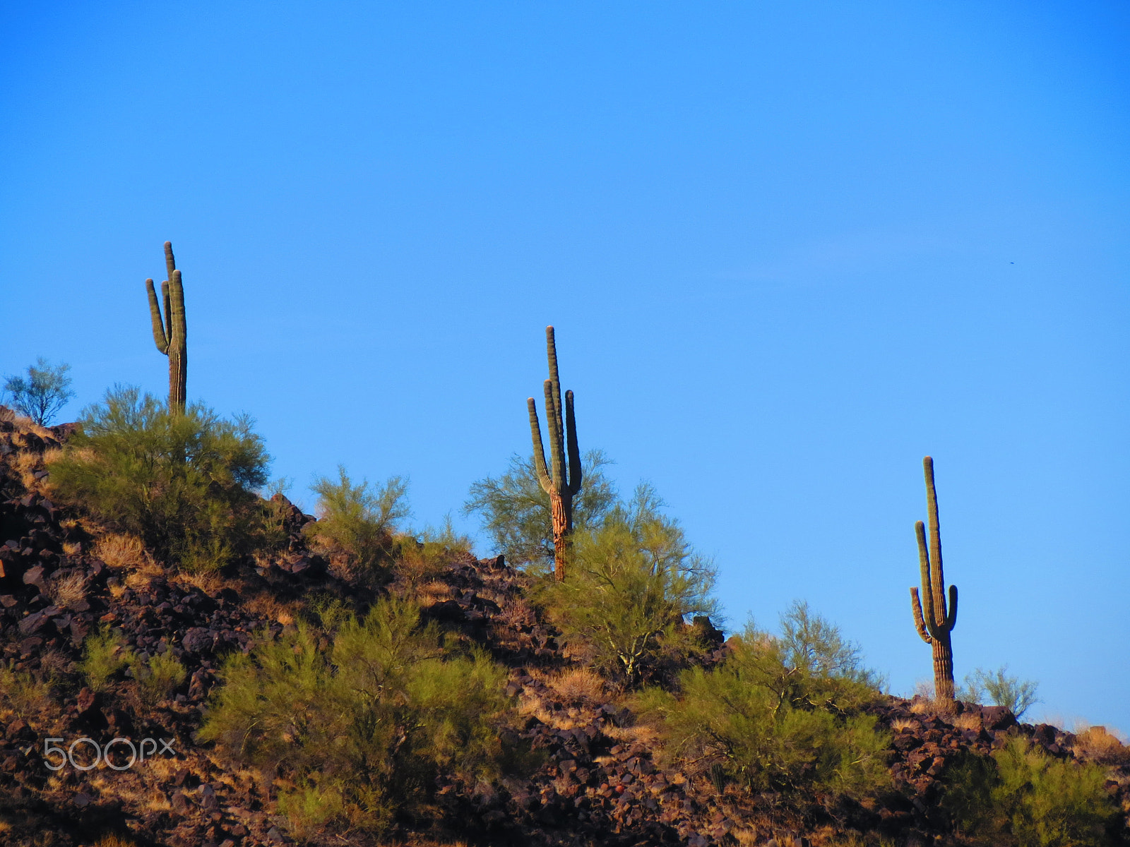 Canon PowerShot ELPH 530 HS (IXUS 510 HS / IXY 1) sample photo. Cactus photography