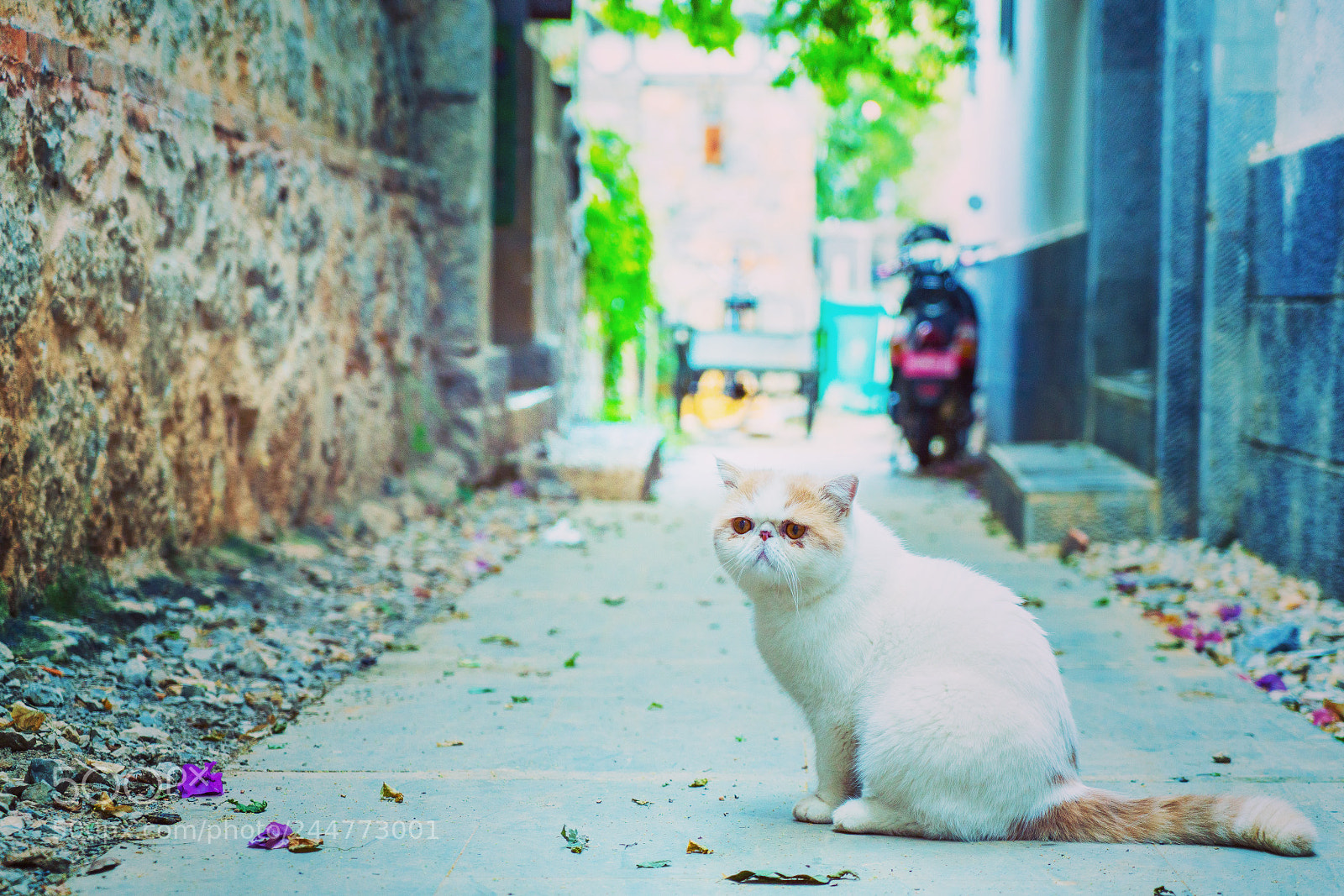 Sony a7R II sample photo. #garfield photography