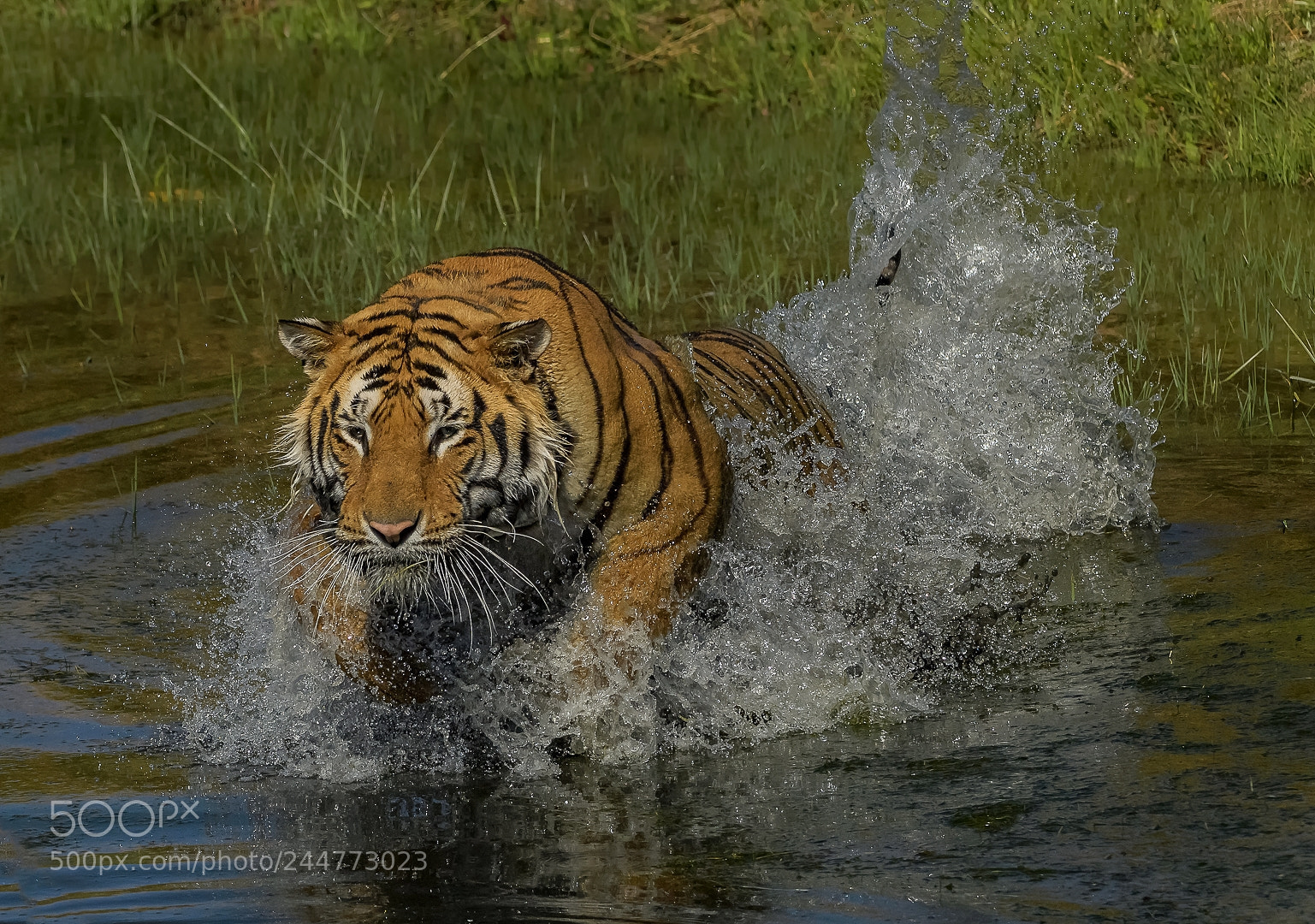 Nikon D5 sample photo. Agility of the tiger photography