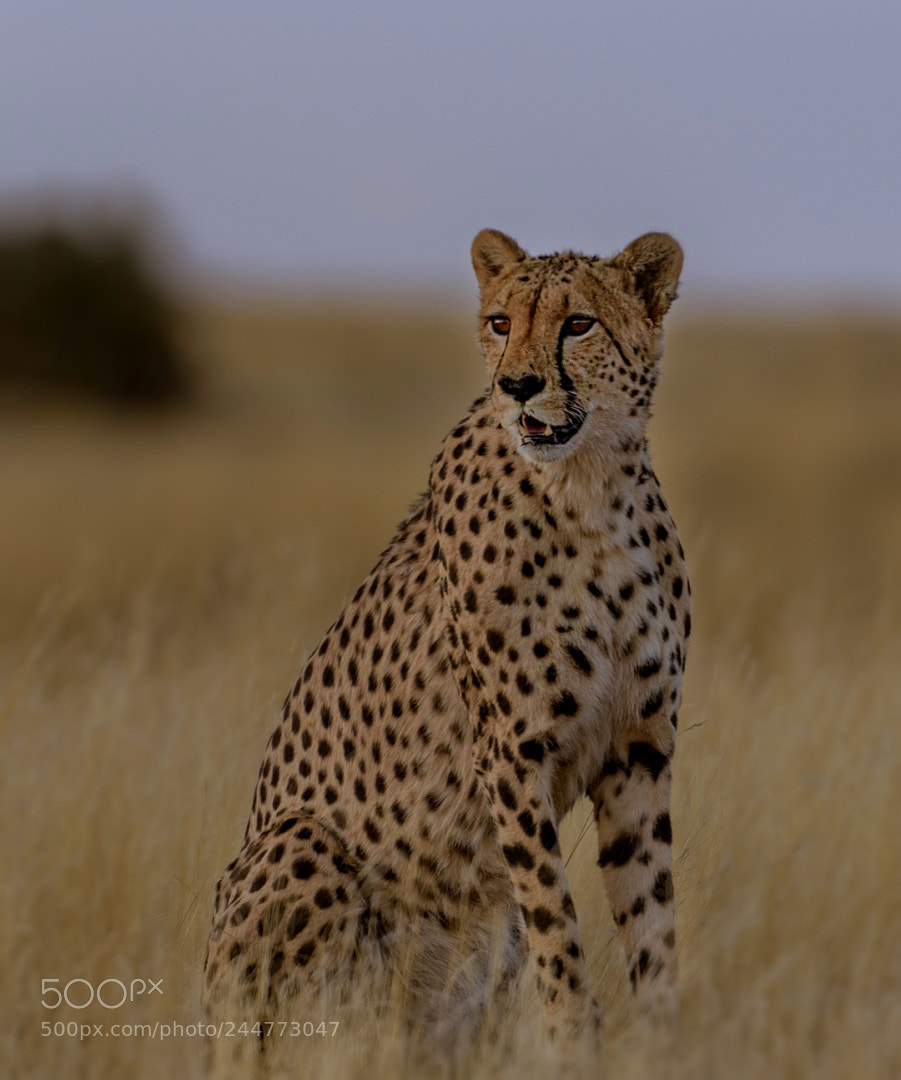 Nikon D5 sample photo. The stare photography