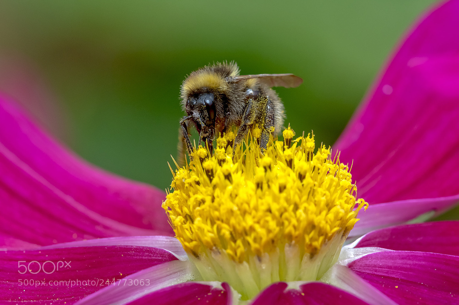 Canon EOS 7D Mark II sample photo. Bumble bee photography
