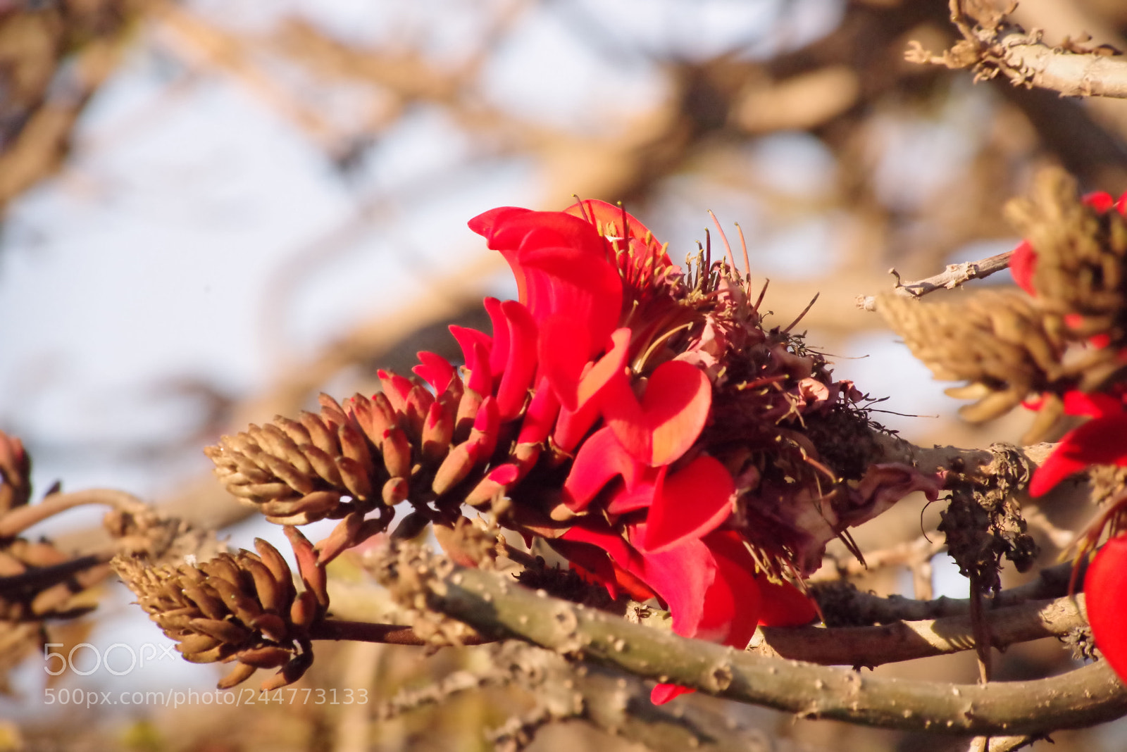 Pentax K-1 sample photo. Red photography