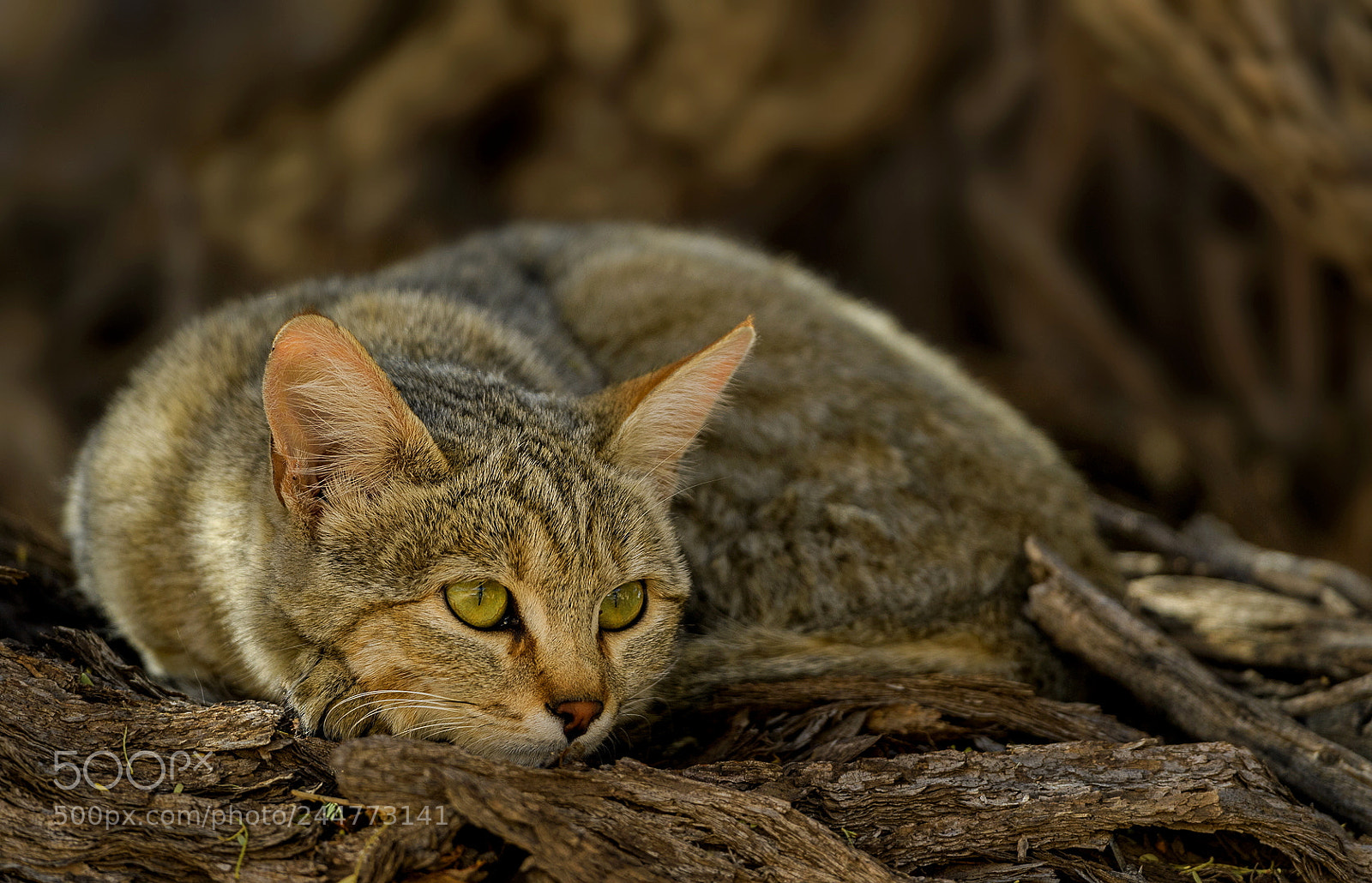 Nikon D5 sample photo. African wild cat photography