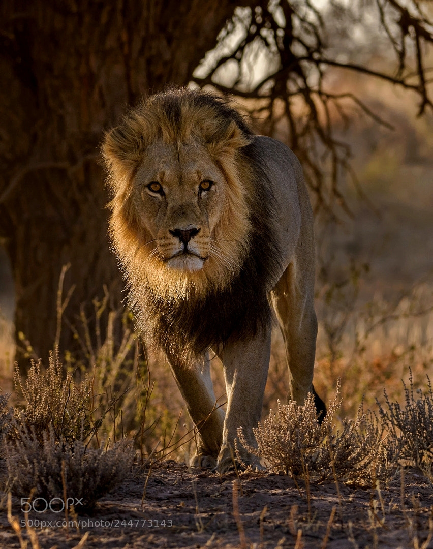 Nikon D5 sample photo. Pride male photography