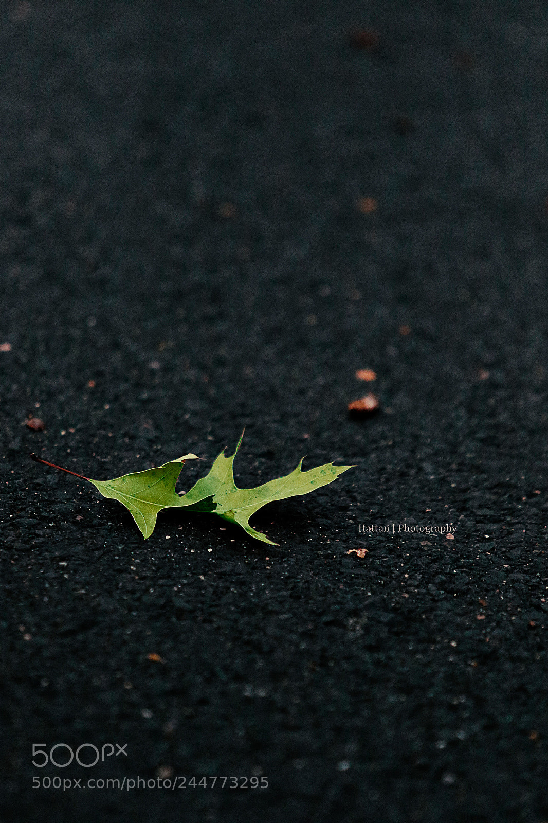 Canon EOS 7D Mark II sample photo. Untitled photography