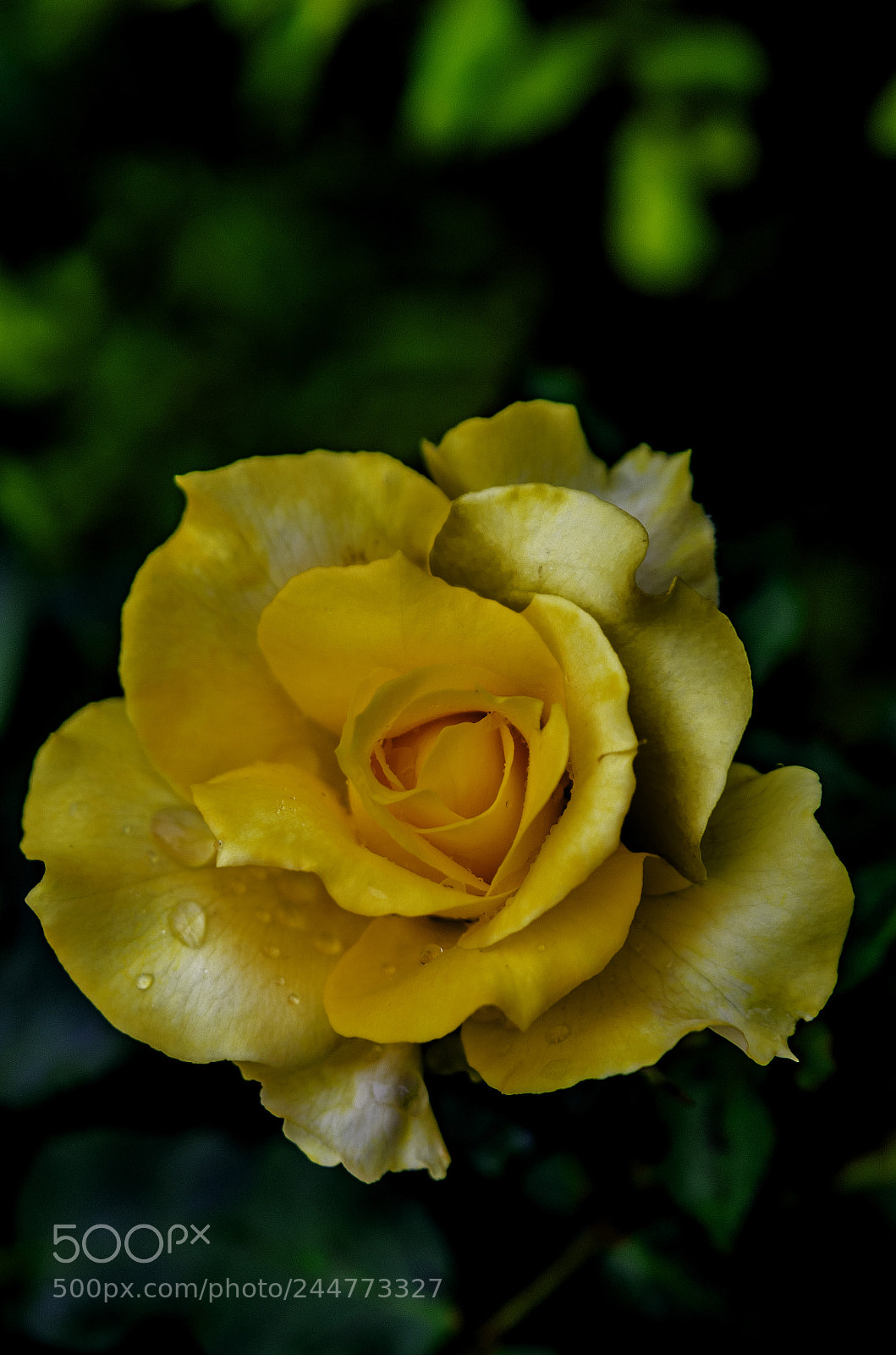 Nikon D5100 sample photo. Untitled photography