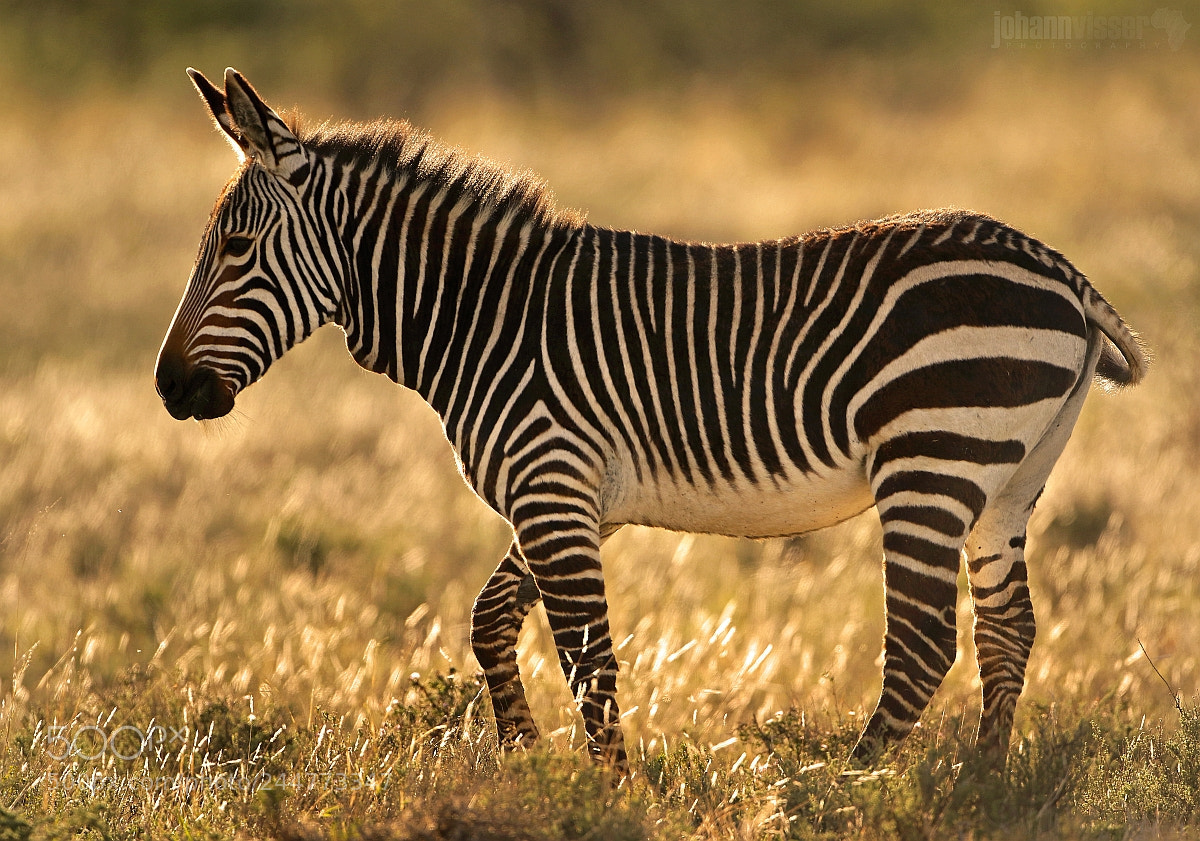 Canon EOS 7D Mark II sample photo. Striped horse of the photography