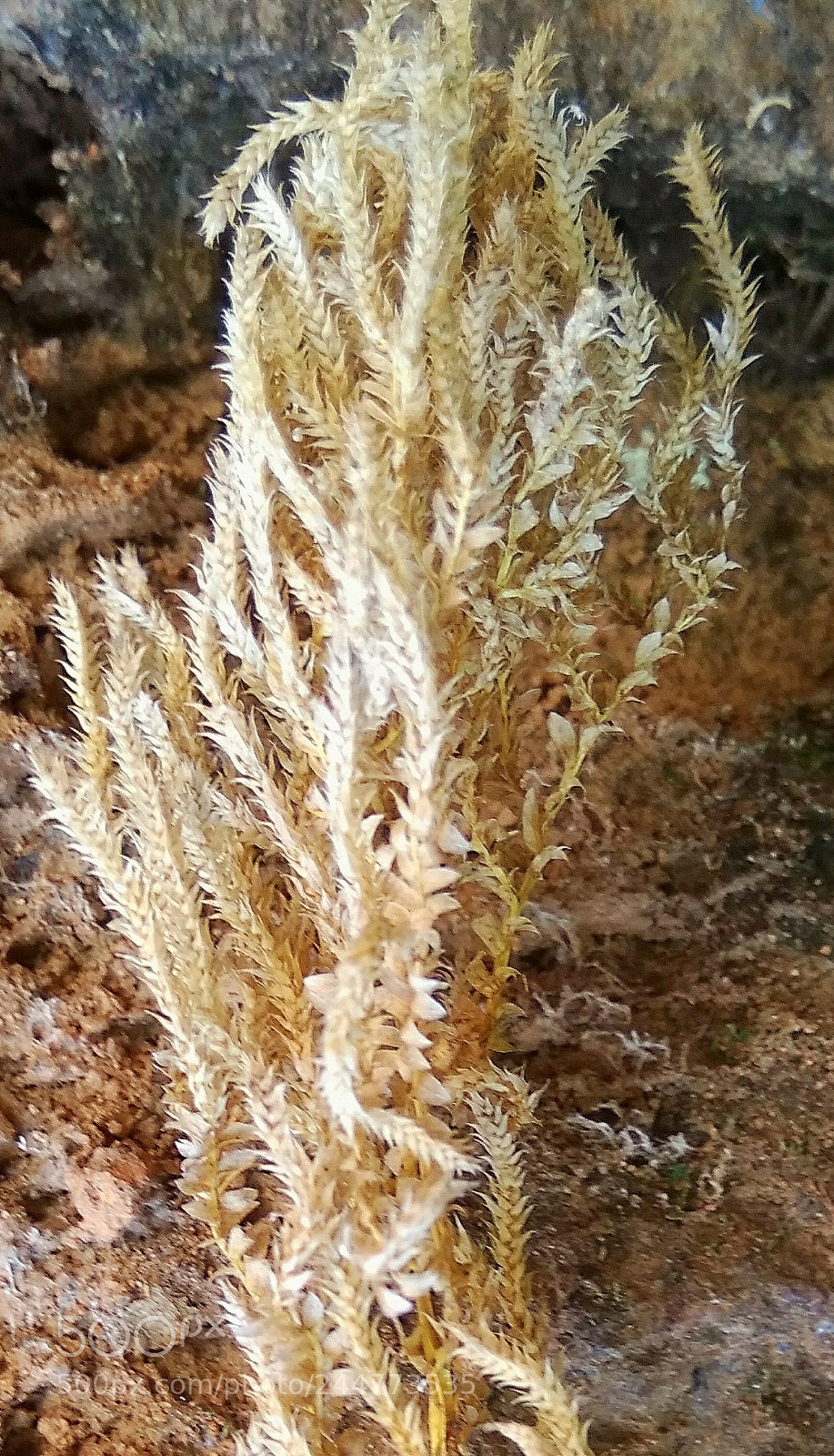 Xiaomi MI MAX sample photo. Untitled photography