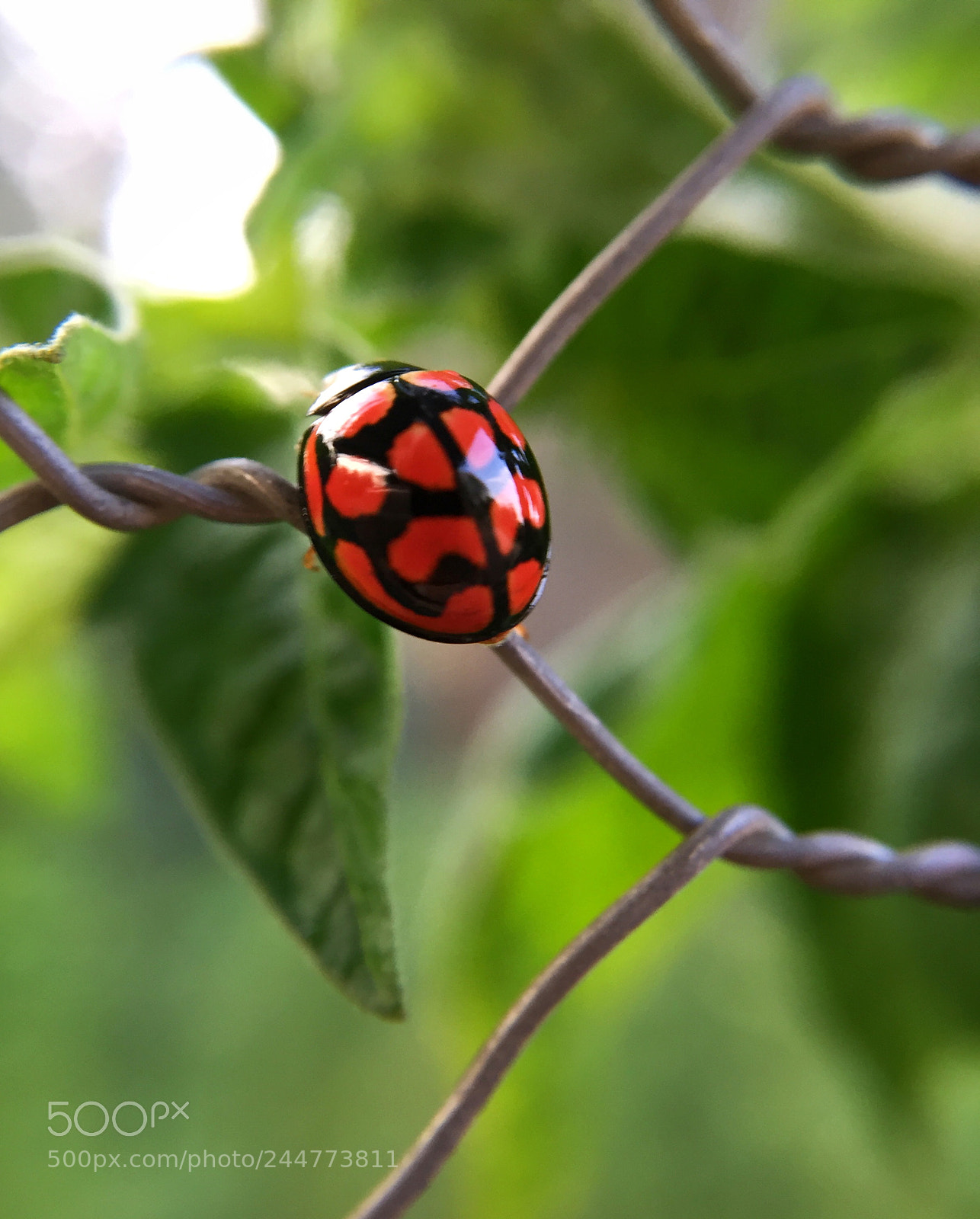 Apple iPhone 6 sample photo. Ladybug on the fence photography