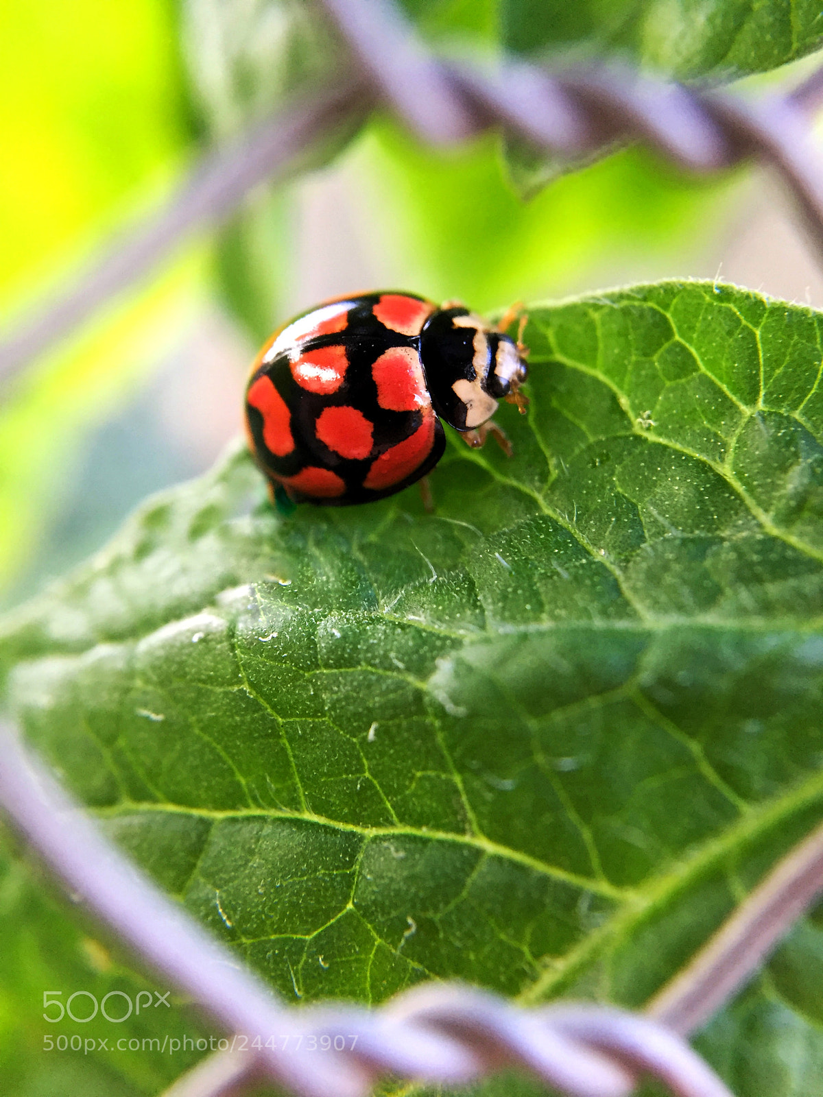 Apple iPhone 6 sample photo. Ladybug photography