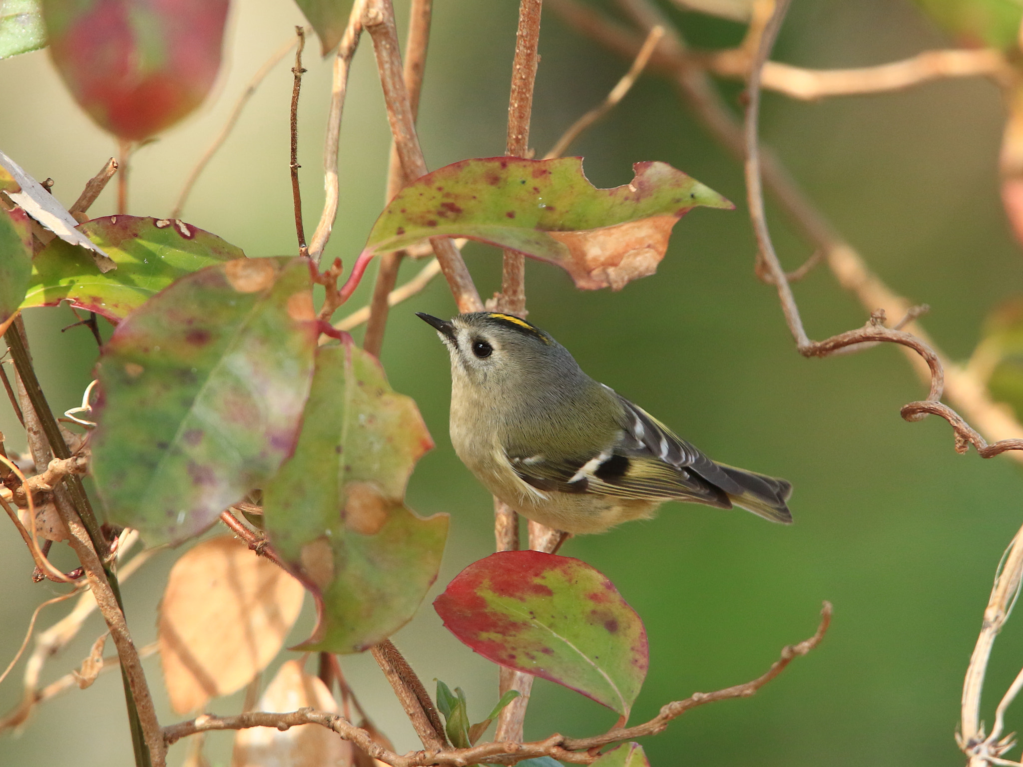 Canon EOS 7D Mark II + Canon EF 400mm F2.8L IS USM sample photo. Goldcrest キクイタダキ photography