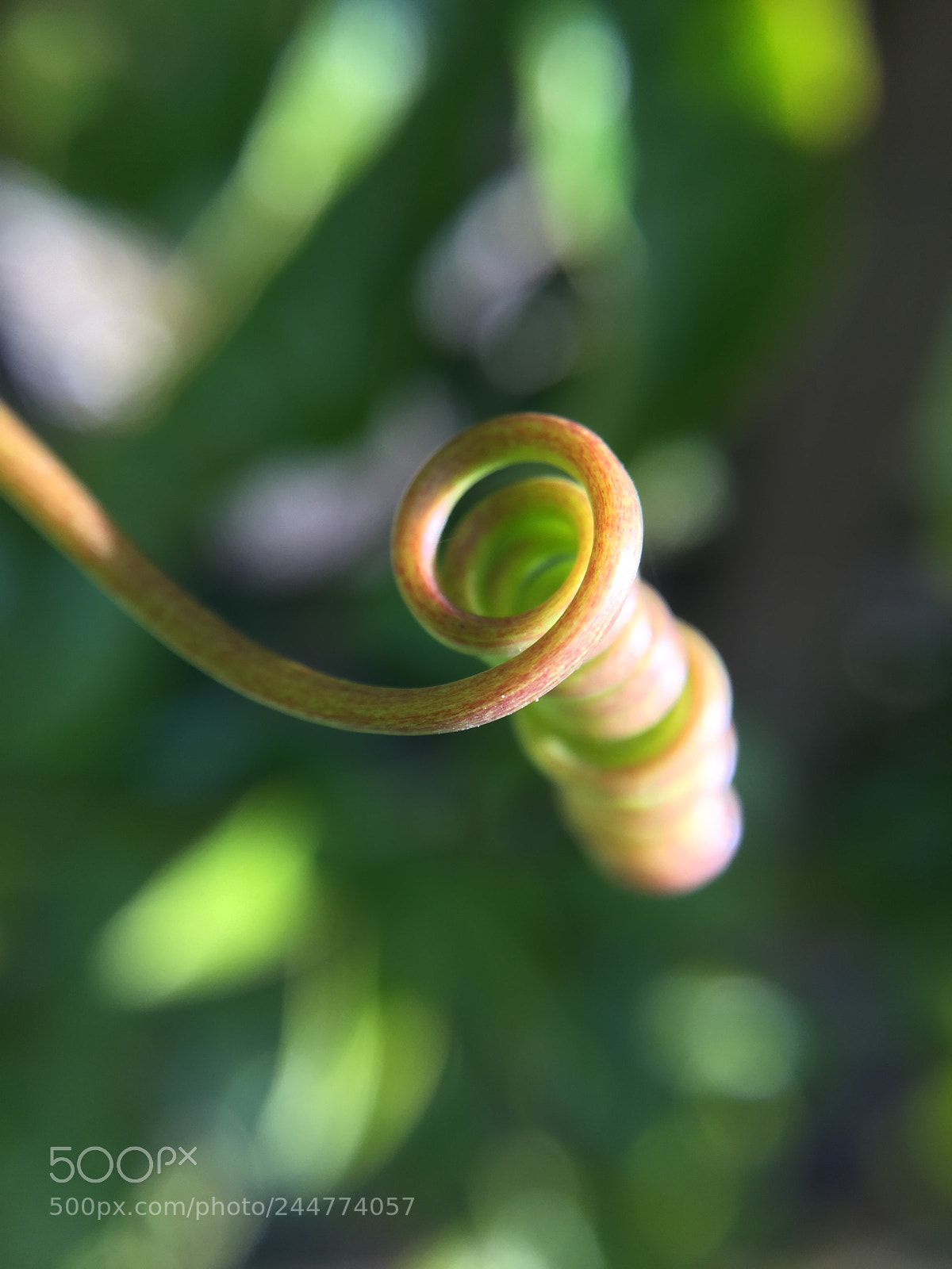 Apple iPhone 6 sample photo. Passion fruit plant photography