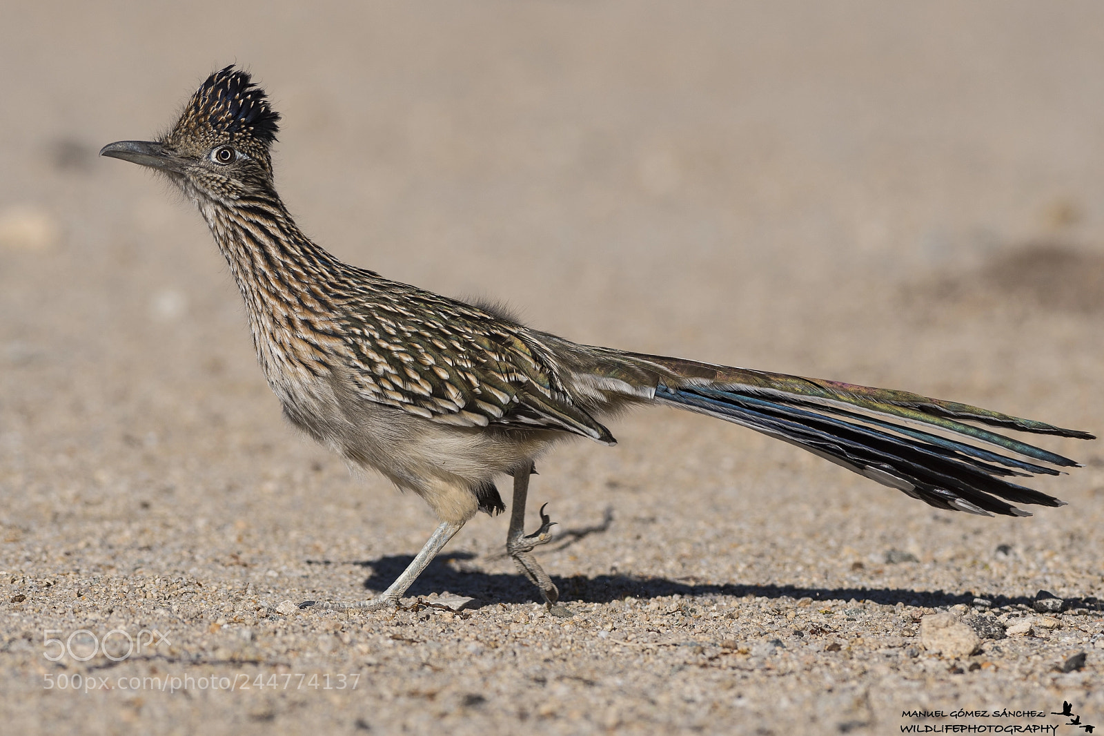 Nikon D500 sample photo. Great road runner photography