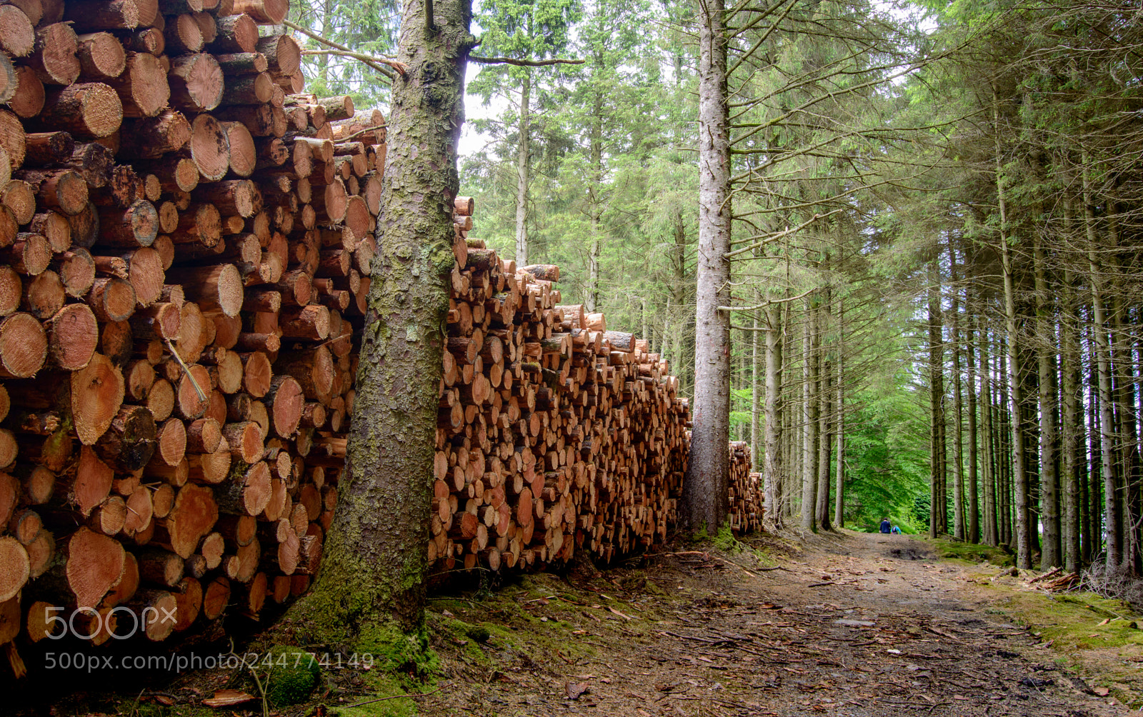 Nikon D3200 sample photo. A good day walking photography