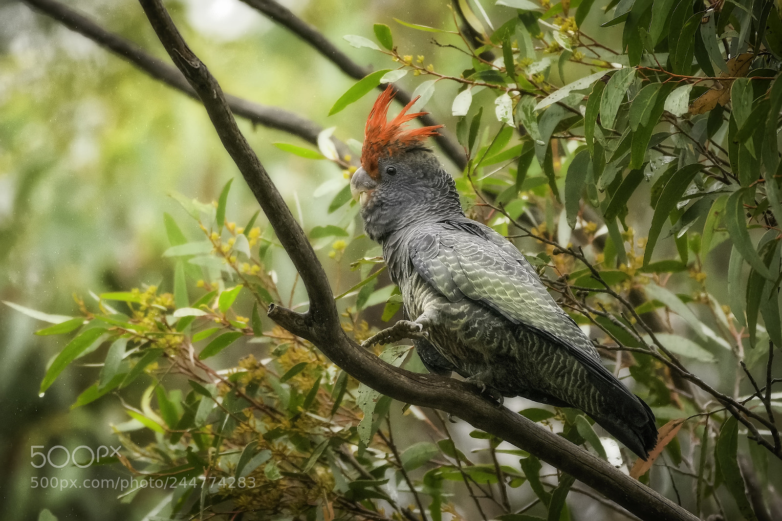 Nikon D7200 sample photo. Gang gang cockatoo photography