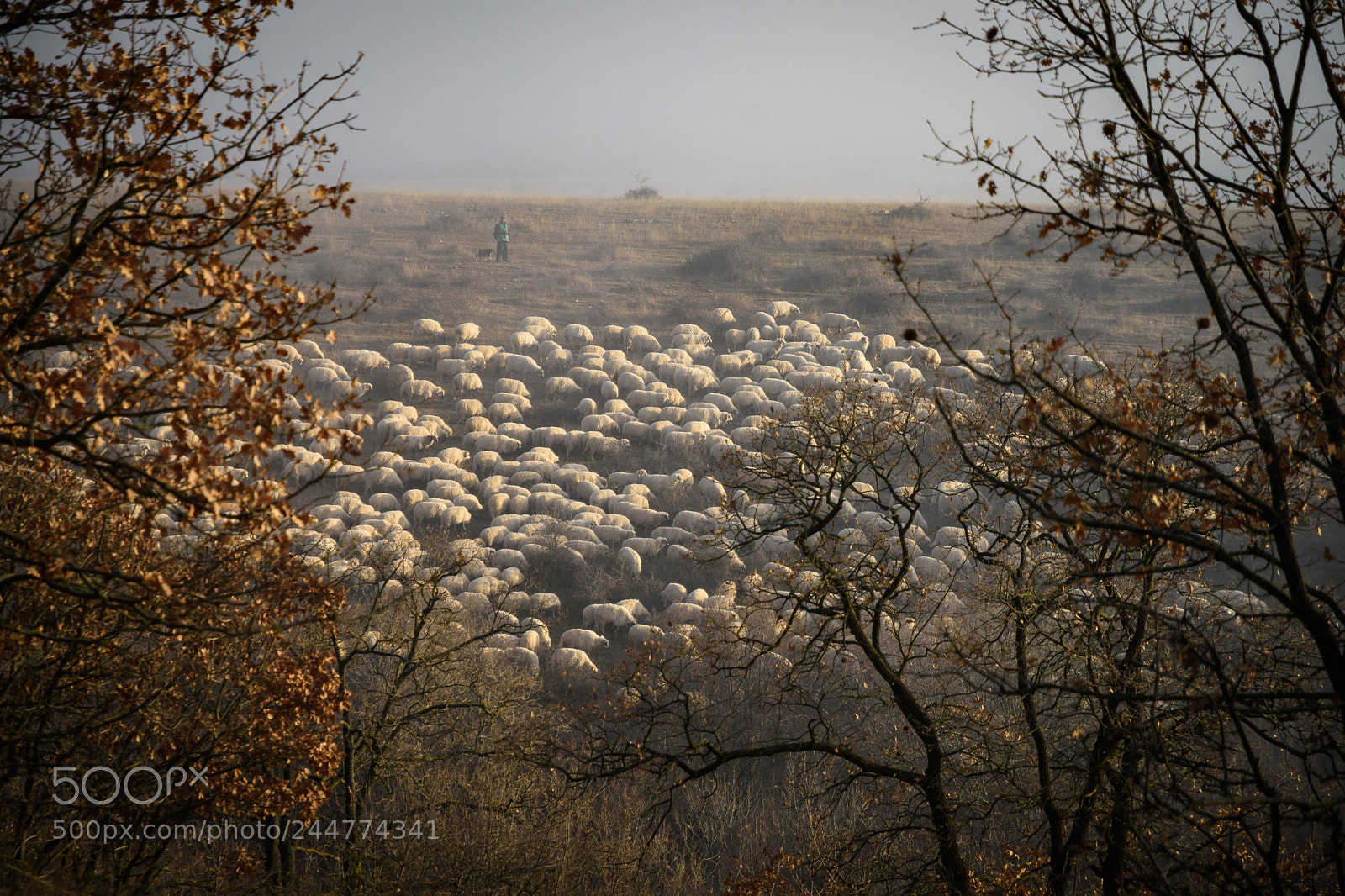 Nikon D7200 sample photo. Winter grazing photography