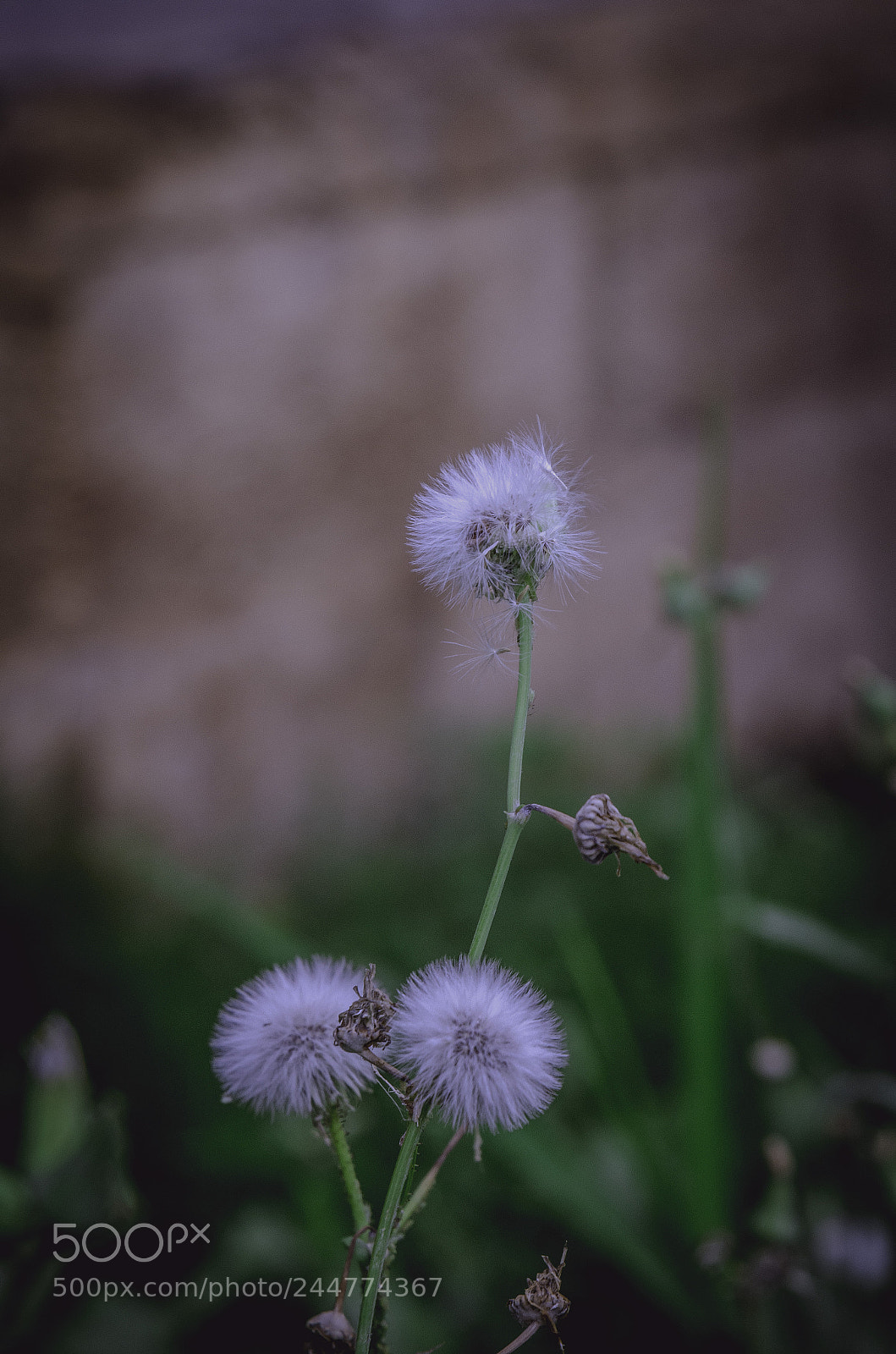 Nikon D5100 sample photo. Untitled photography