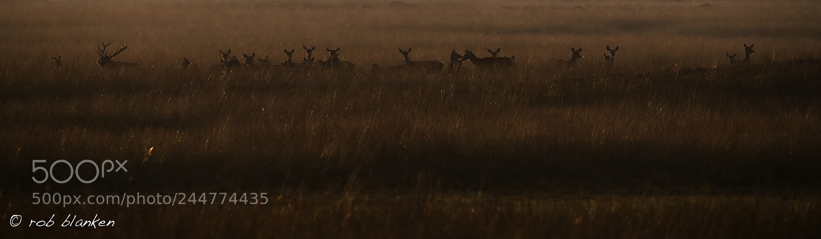 Nikon D850 sample photo. Red deer photography