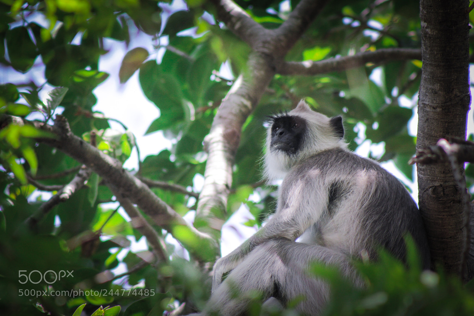 Canon EOS 550D (EOS Rebel T2i / EOS Kiss X4) sample photo. | bird watching | photography