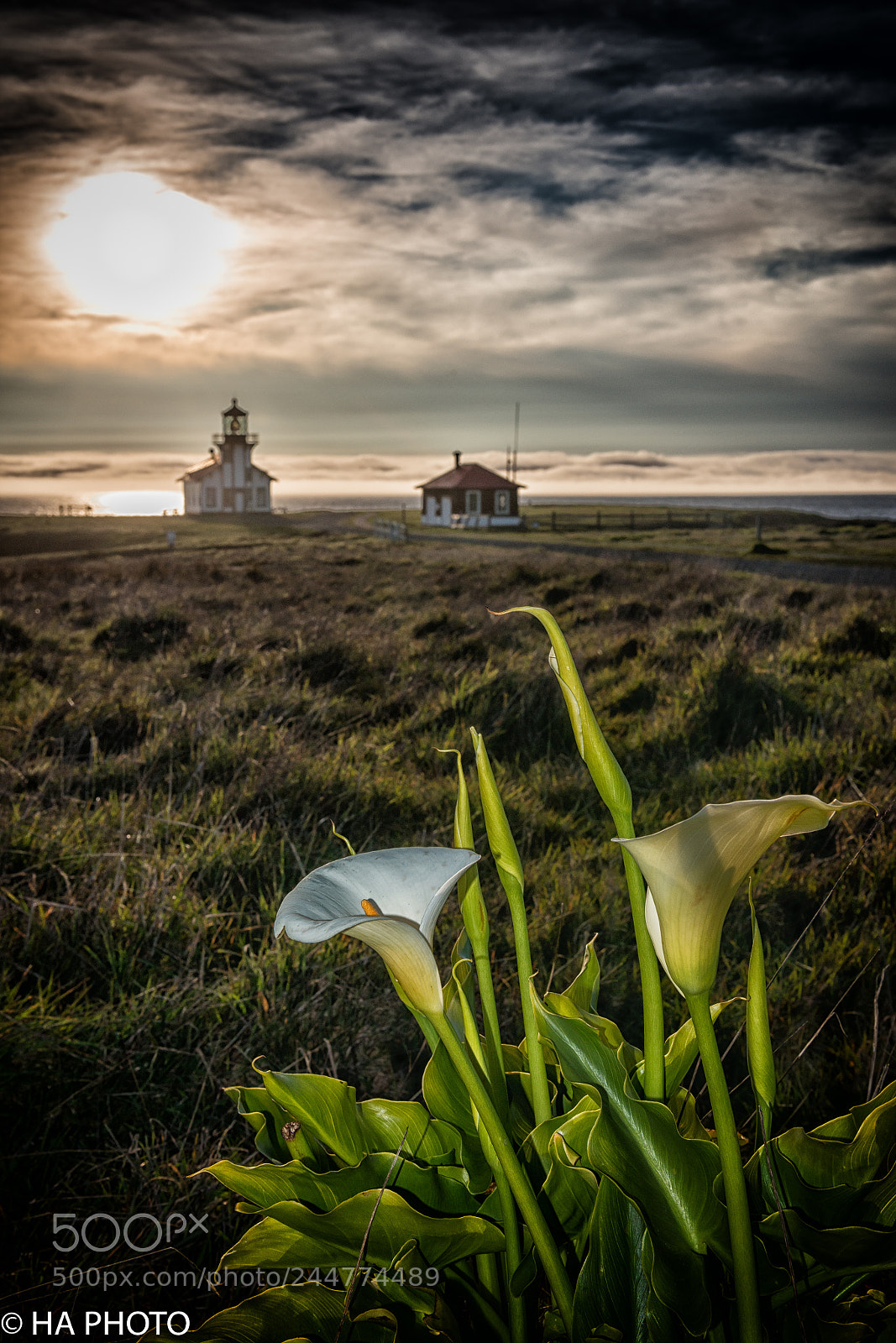 Nikon D800 sample photo. Point cabrillo calla lily photography