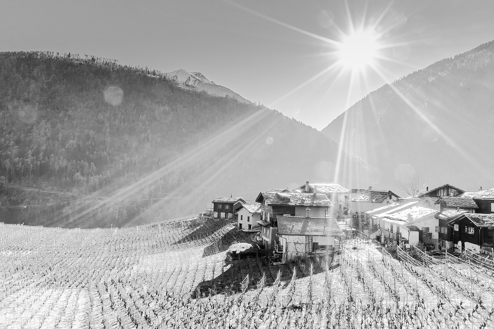 Sony a7 II sample photo. Plan cerisier photography