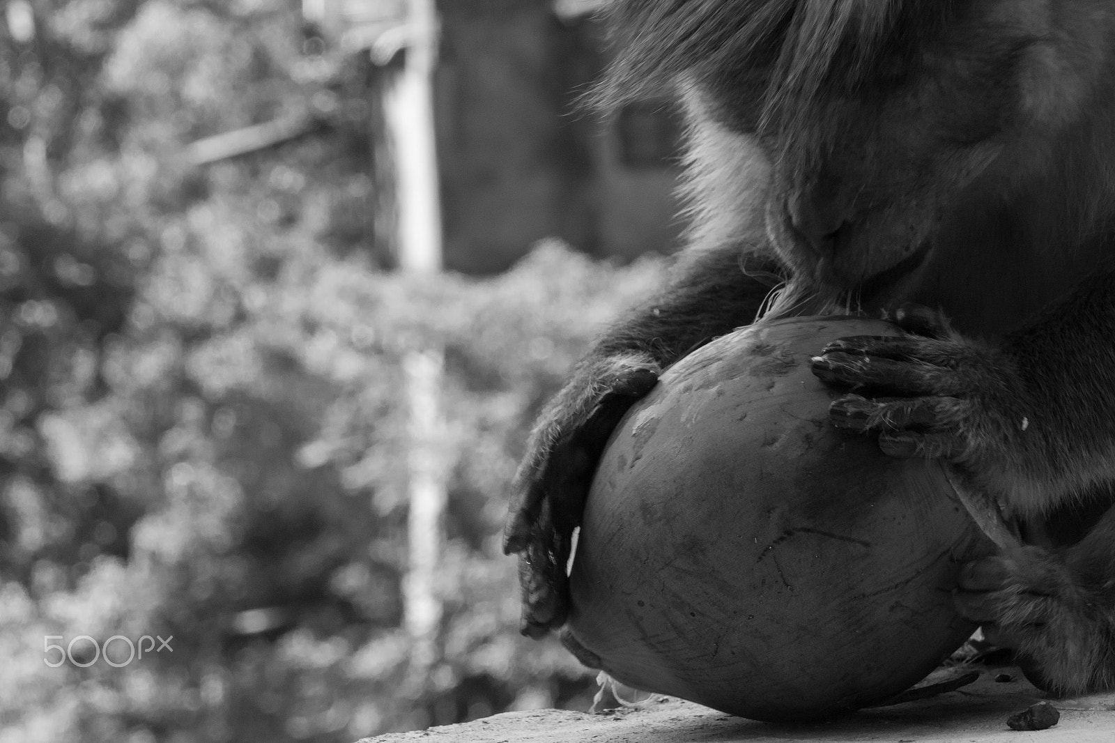 Canon EOS 650D (EOS Rebel T4i / EOS Kiss X6i) sample photo. Monkey photography
